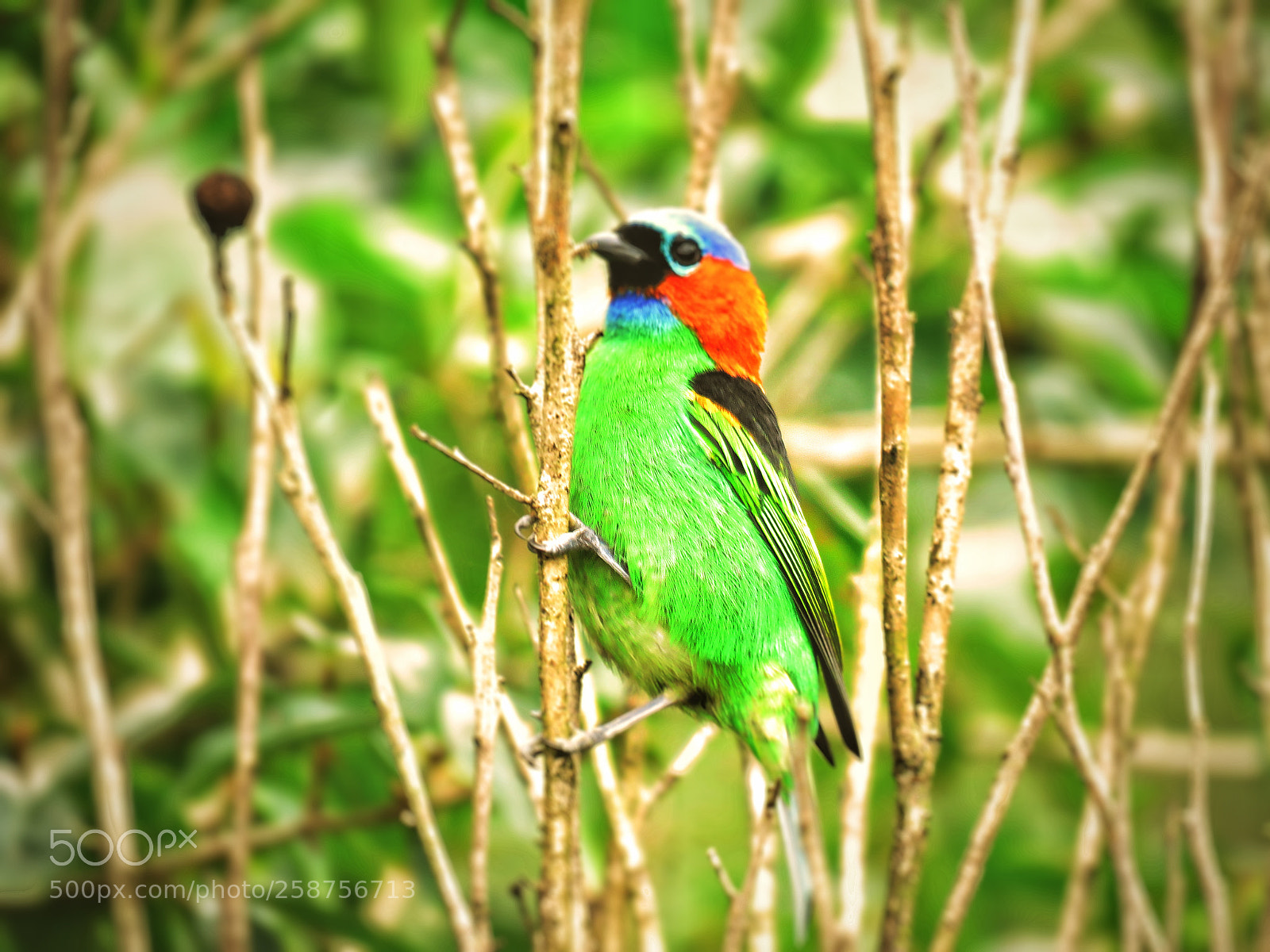Canon PowerShot SX60 HS sample photo. Red-necked tanager photography