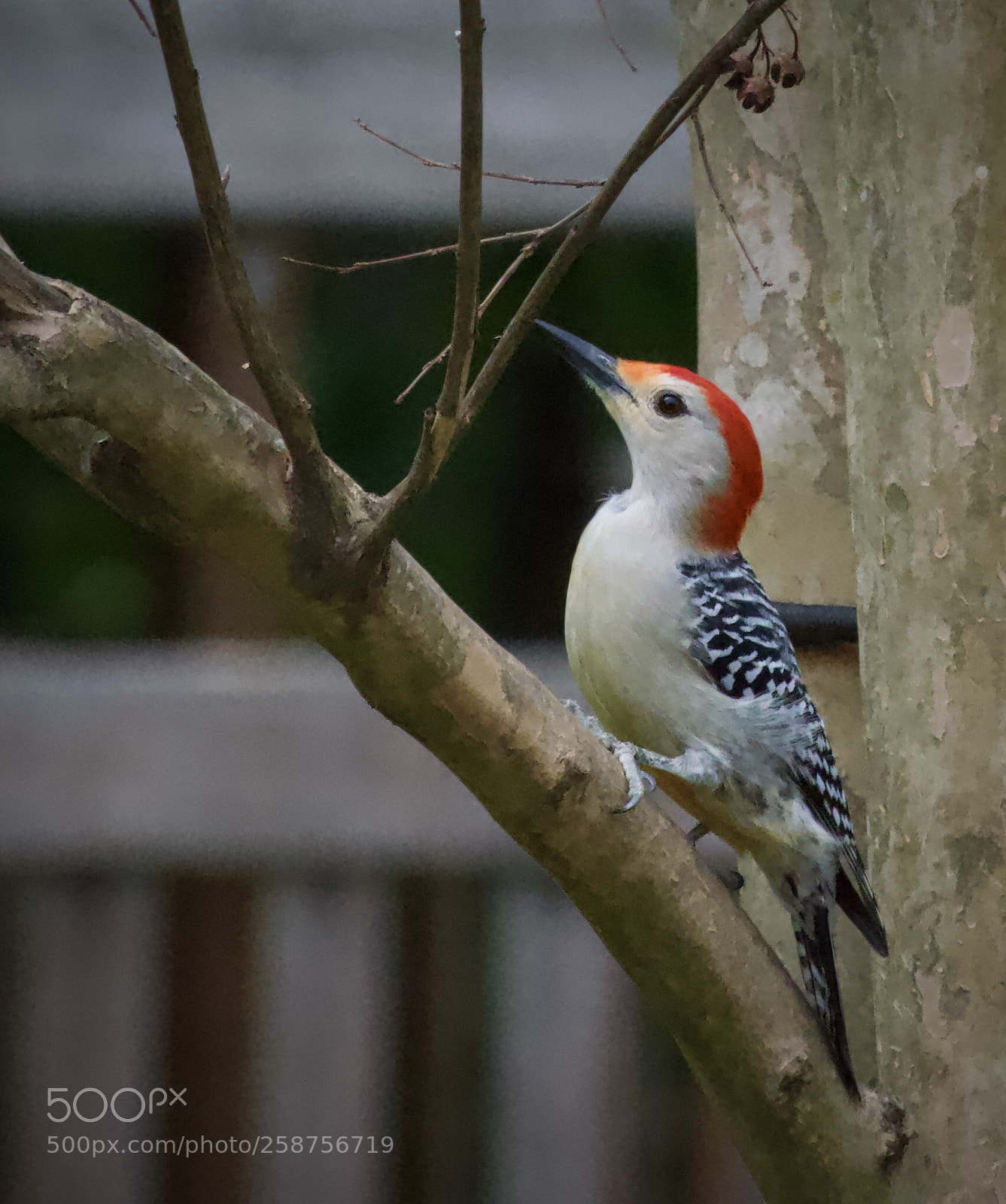 Nikon D3300 sample photo. Red-bellied woodpecker photography