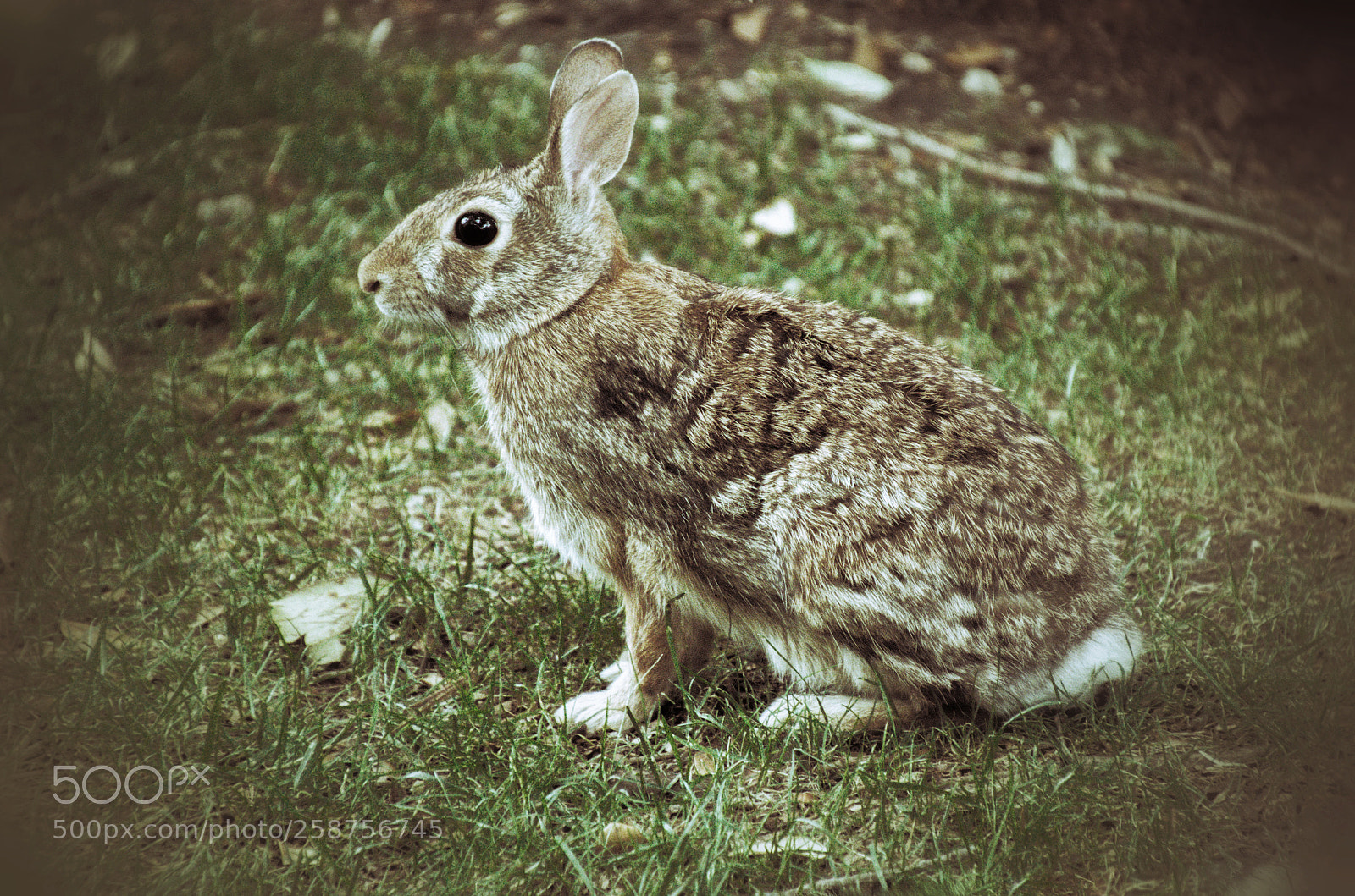 Nikon D5100 sample photo. Bunny 2 photography