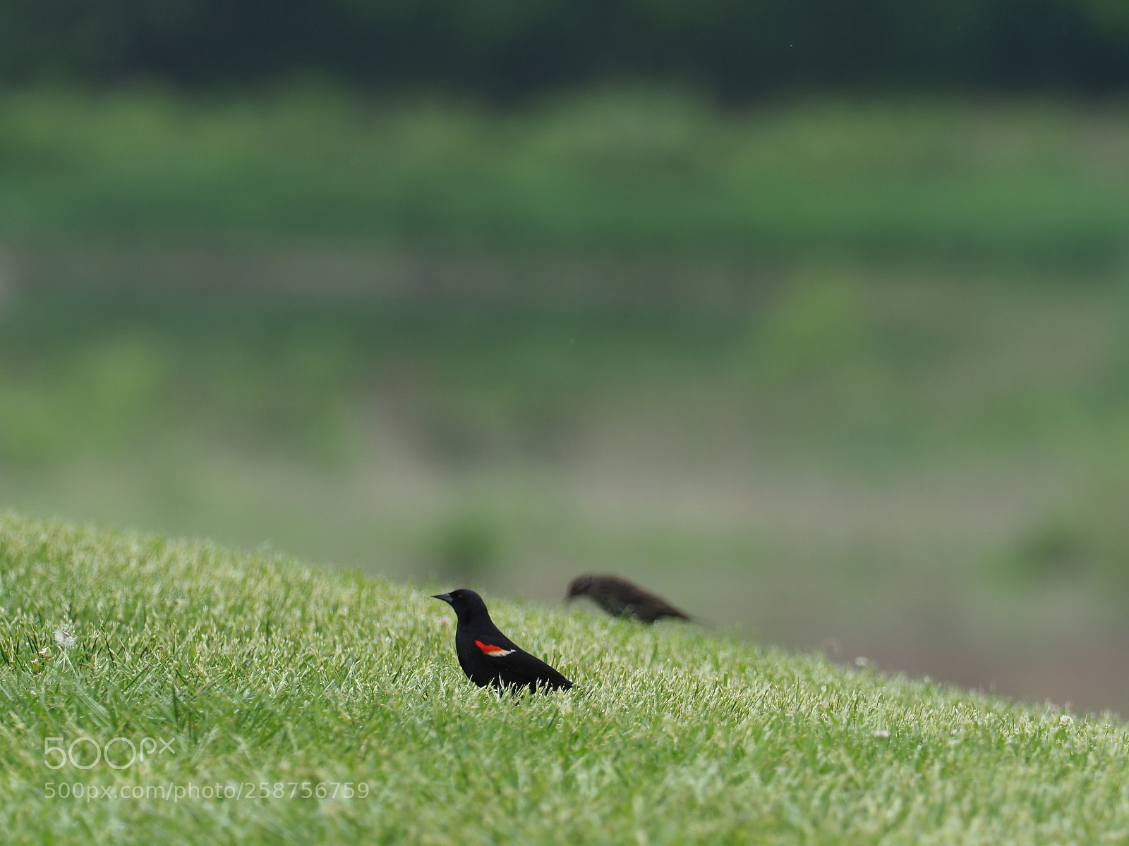 Olympus OM-D E-M1 Mark II sample photo. Olympus digital camera photography