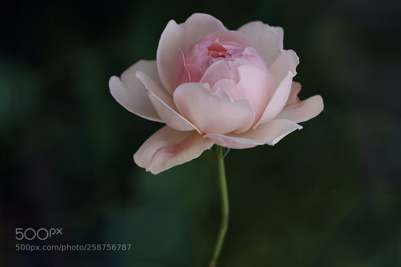 Sony a7R III sample photo. Rose photography