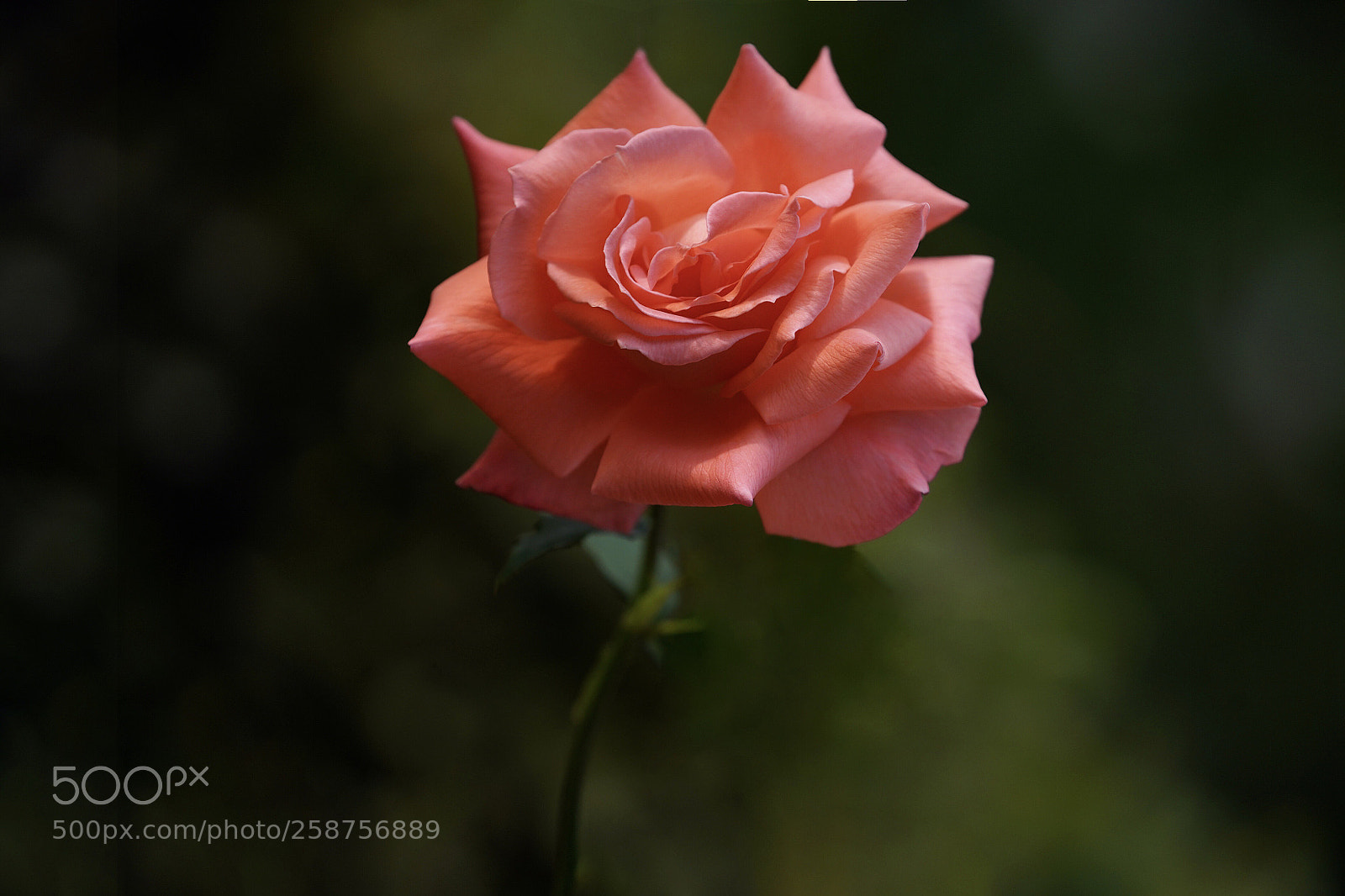 Sony a7R III sample photo. Rose photography
