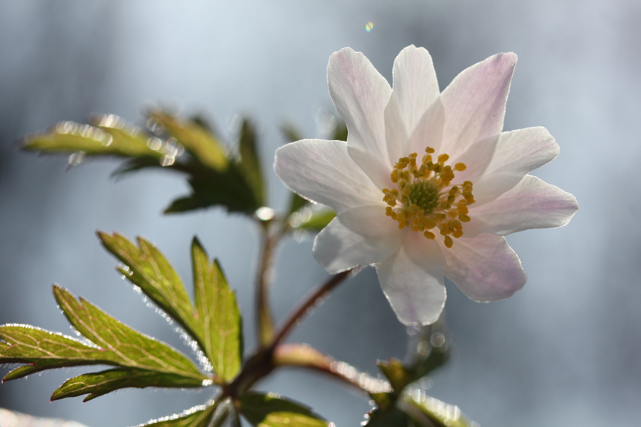 Canon EF-S 60mm F2.8 Macro USM sample photo