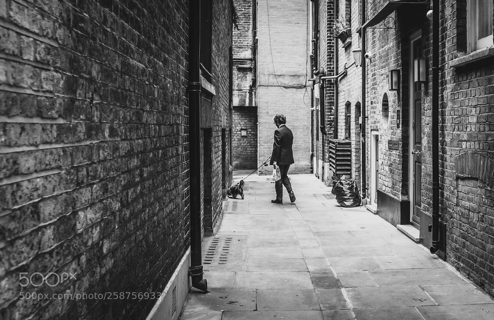 Canon EOS 5D Mark IV sample photo. City dog walk photography