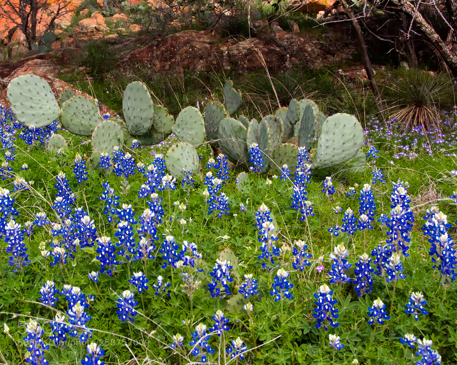 Nikon D300 sample photo. Prickly pear cactus and photography