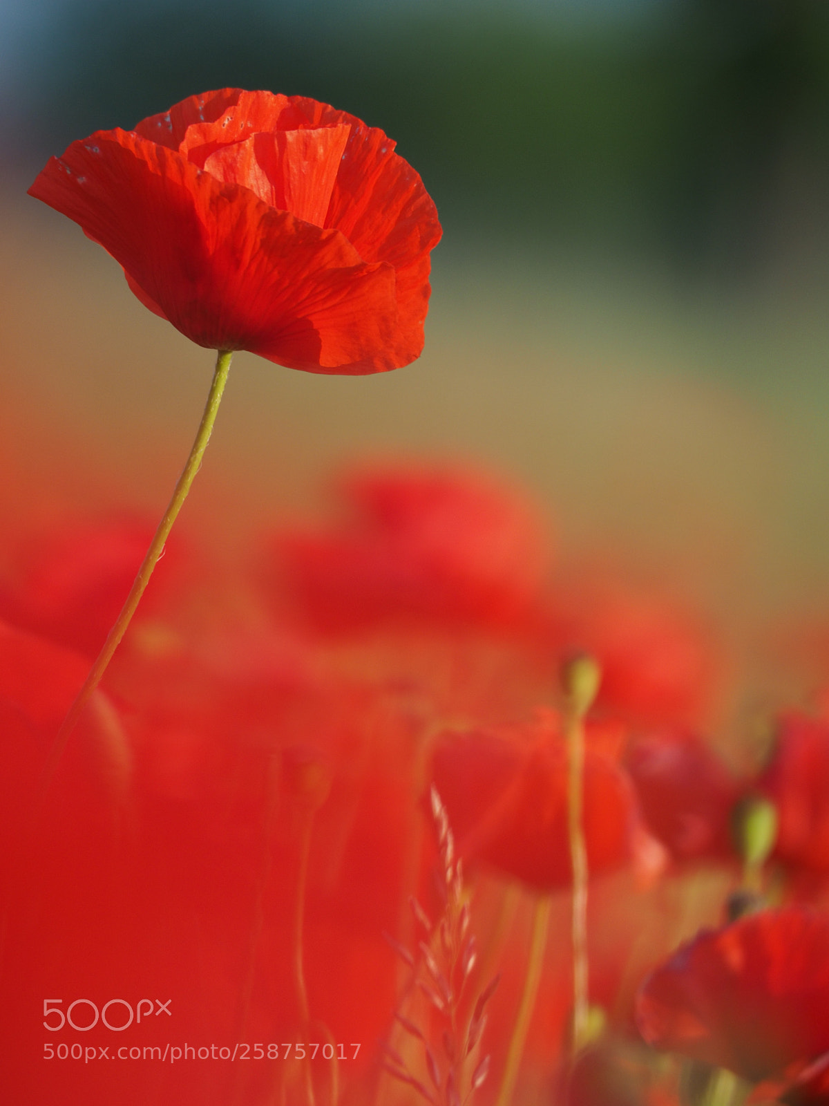 Olympus OM-D E-M1 sample photo. Pentecost variations 2 photography