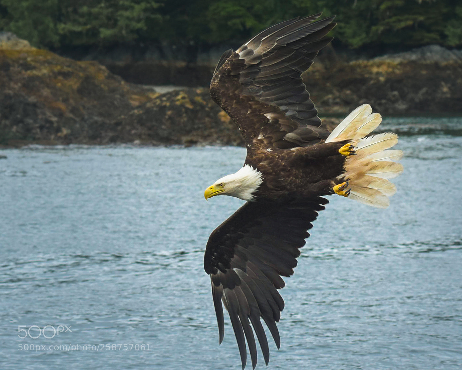 Nikon D7200 sample photo. Turning eagle photography