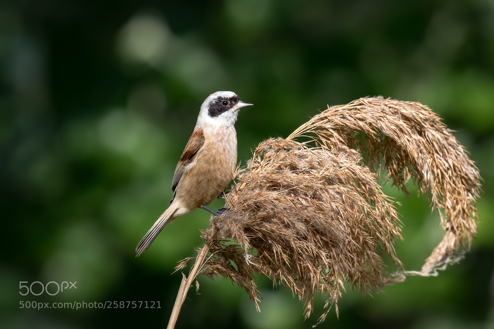 Canon EOS 7D Mark II sample photo. Penduline tit photography