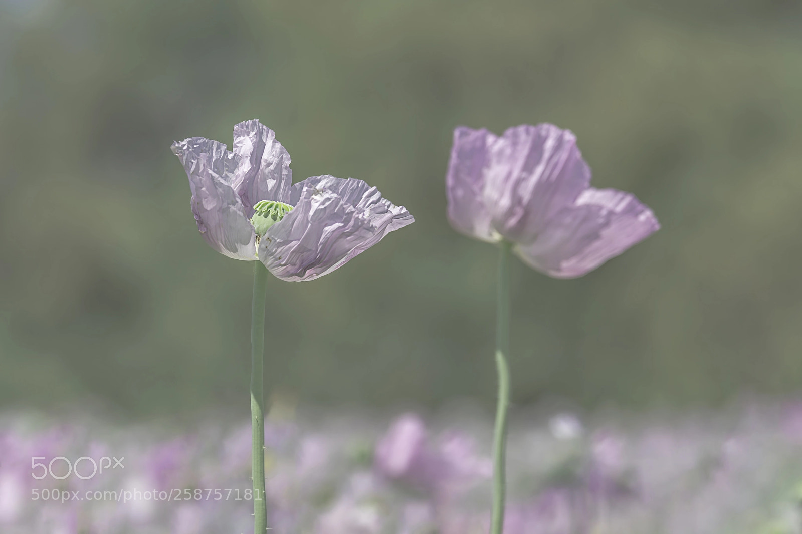 Nikon D810 sample photo. Poppy photography