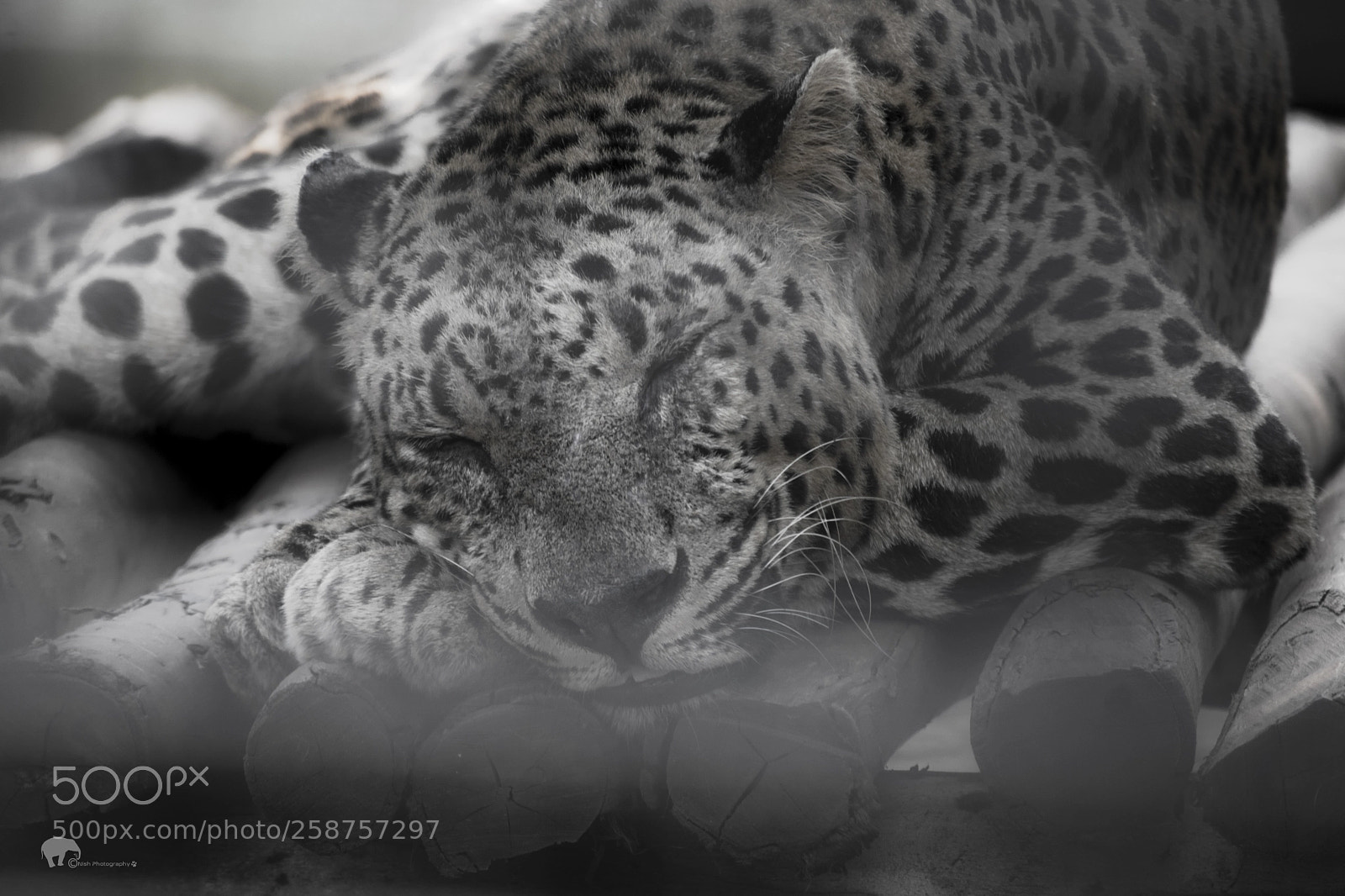 Nikon D5300 sample photo. Leopard photography