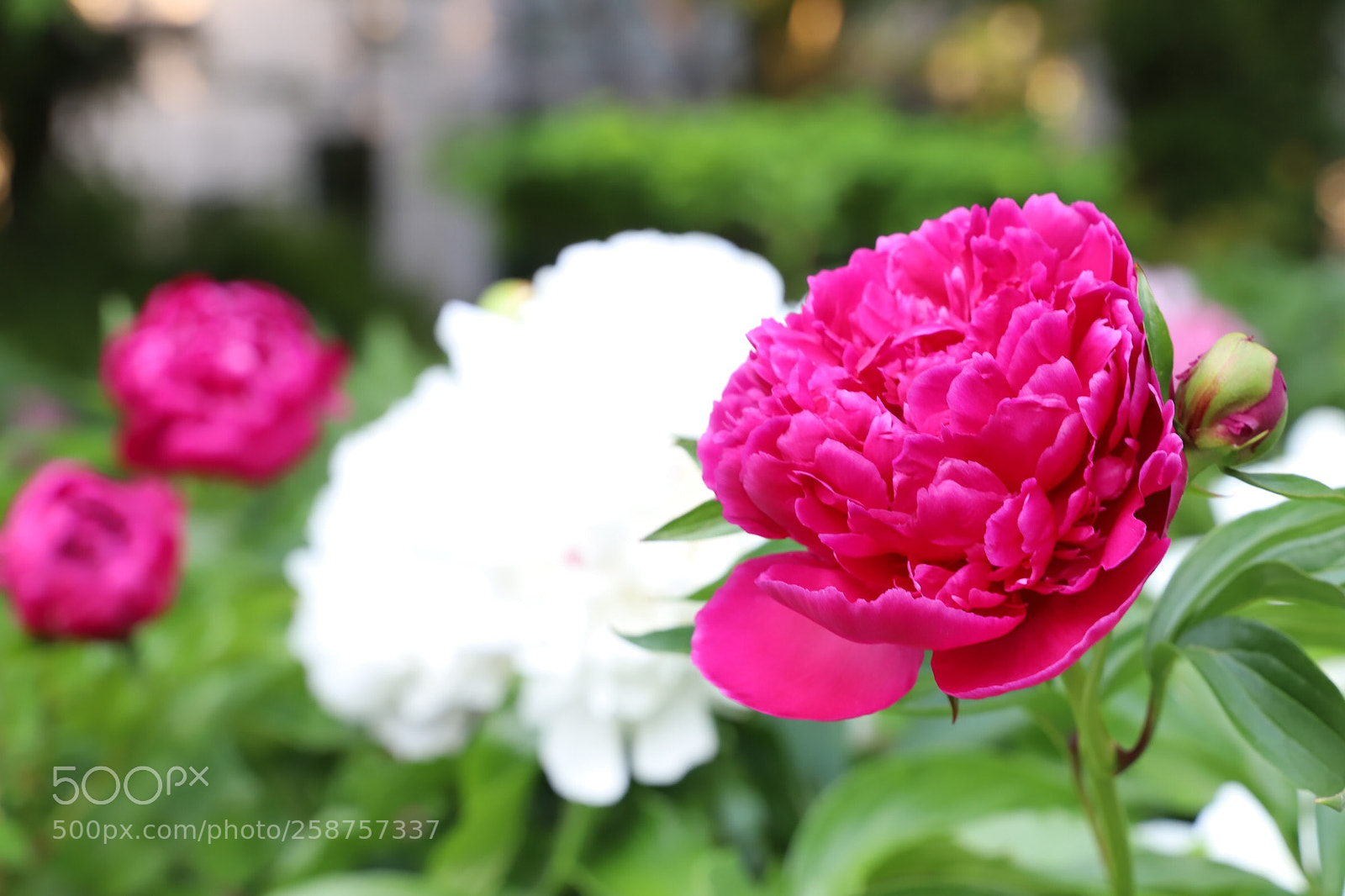 Canon EOS 6D Mark II sample photo. Untitled photography