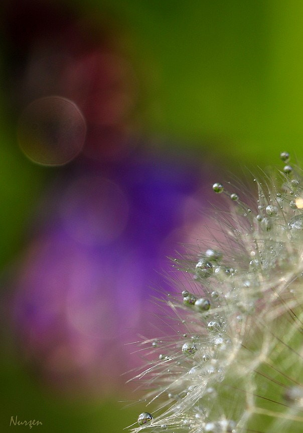 Canon EF 100mm F2.8L Macro IS USM sample photo. Drops and colors photography
