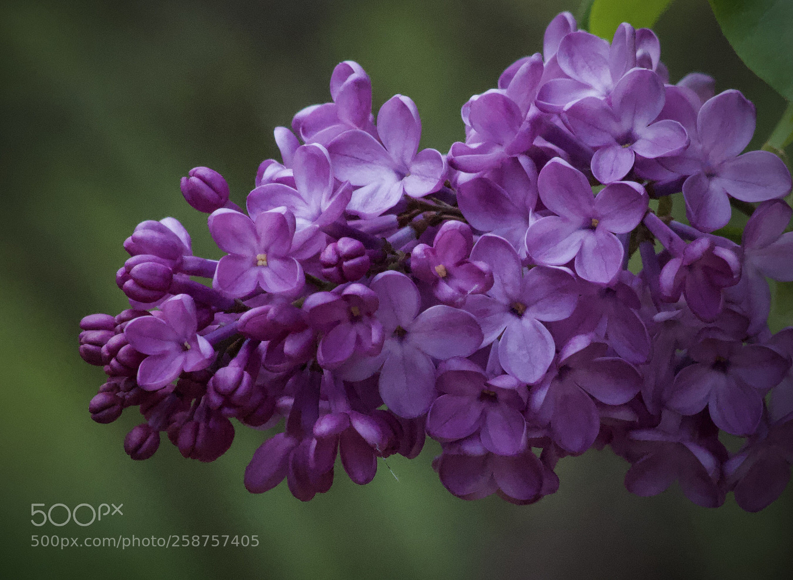 Nikon D3300 sample photo. Lilacs photography