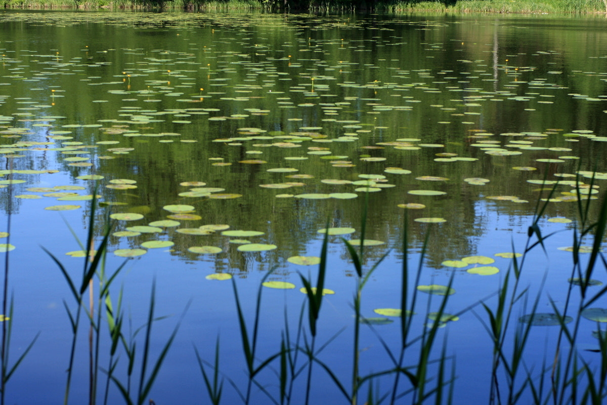 Canon EF 35-80mm f/4-5.6 sample photo. Dreaming monet photography