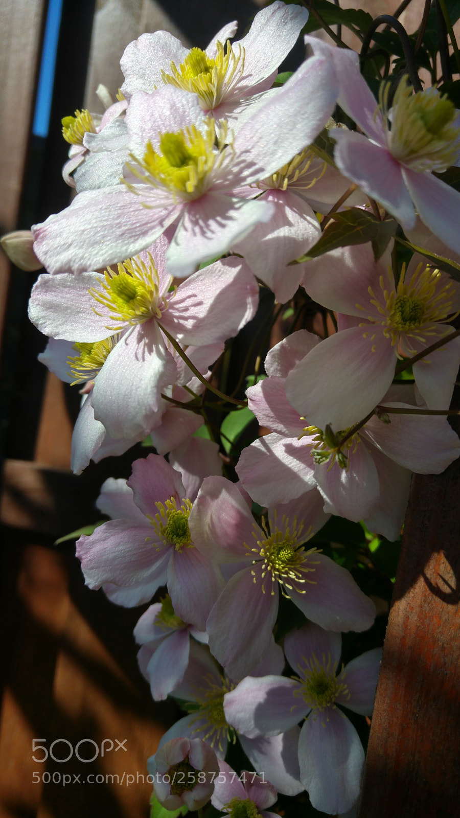 LG G4 sample photo. Flower climates my garden photography