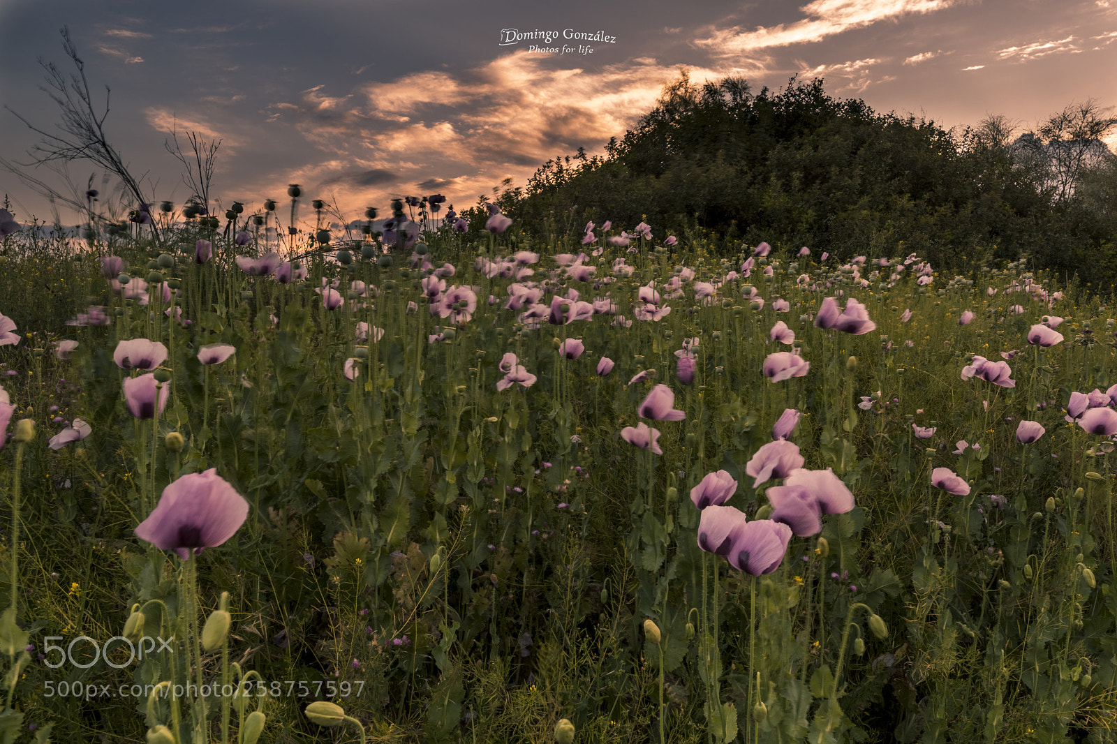 Nikon D500 sample photo. Peonia3 photography
