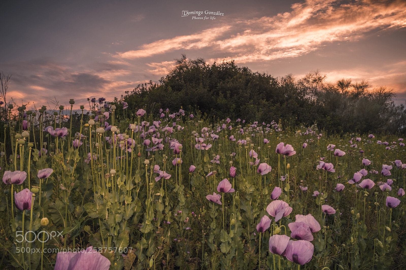 Nikon D500 sample photo. Peonia5 photography