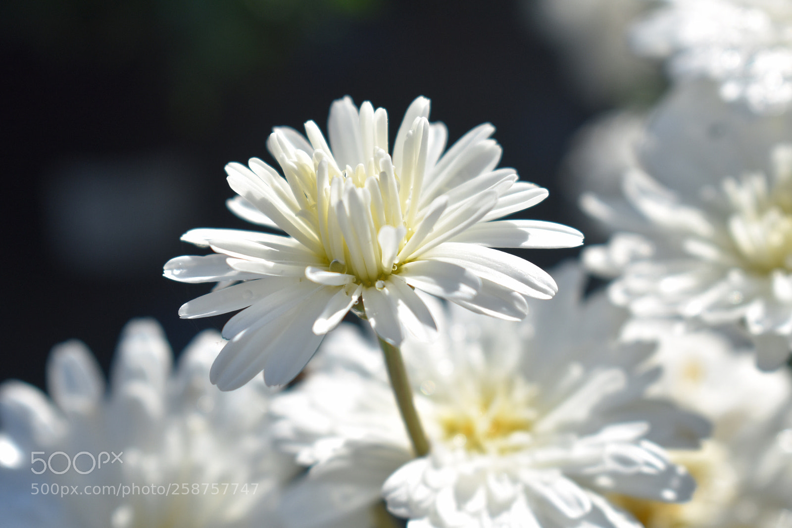 Nikon D3400 sample photo. A floral of white photography