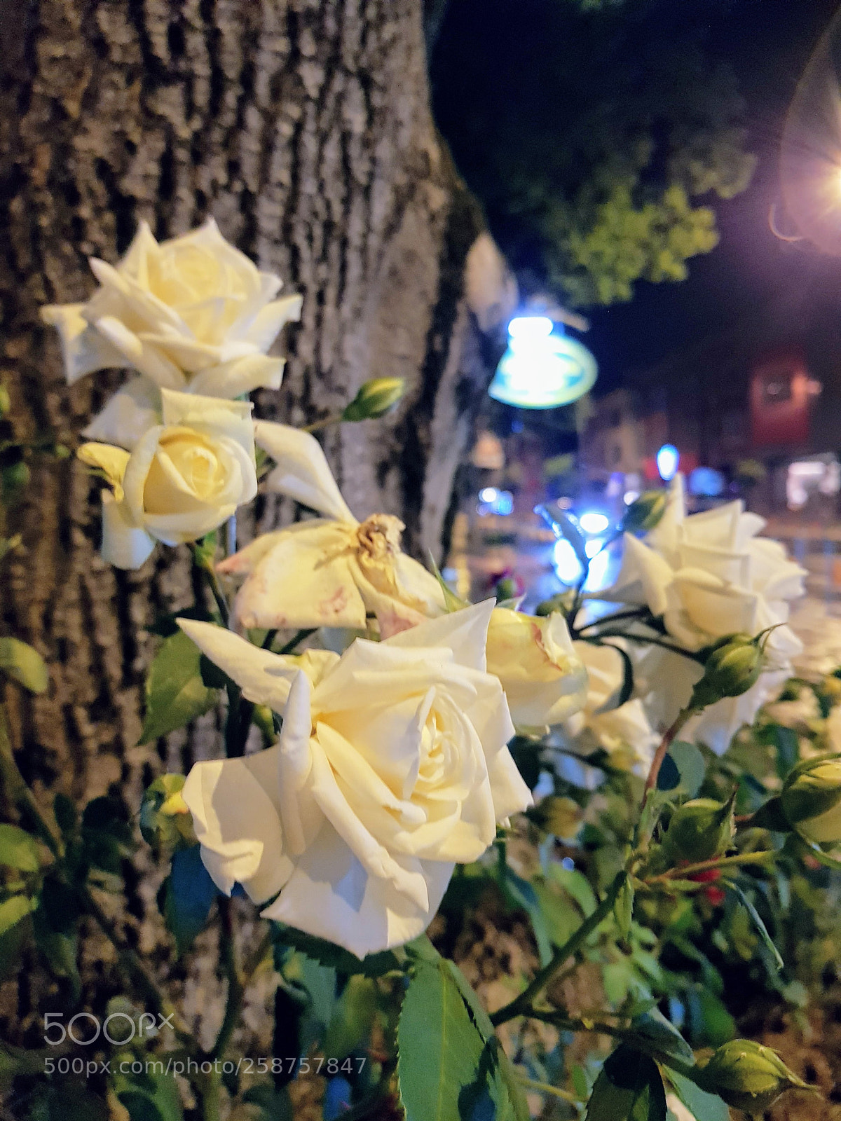 Samsung Galaxy S8 sample photo. Untitled photography