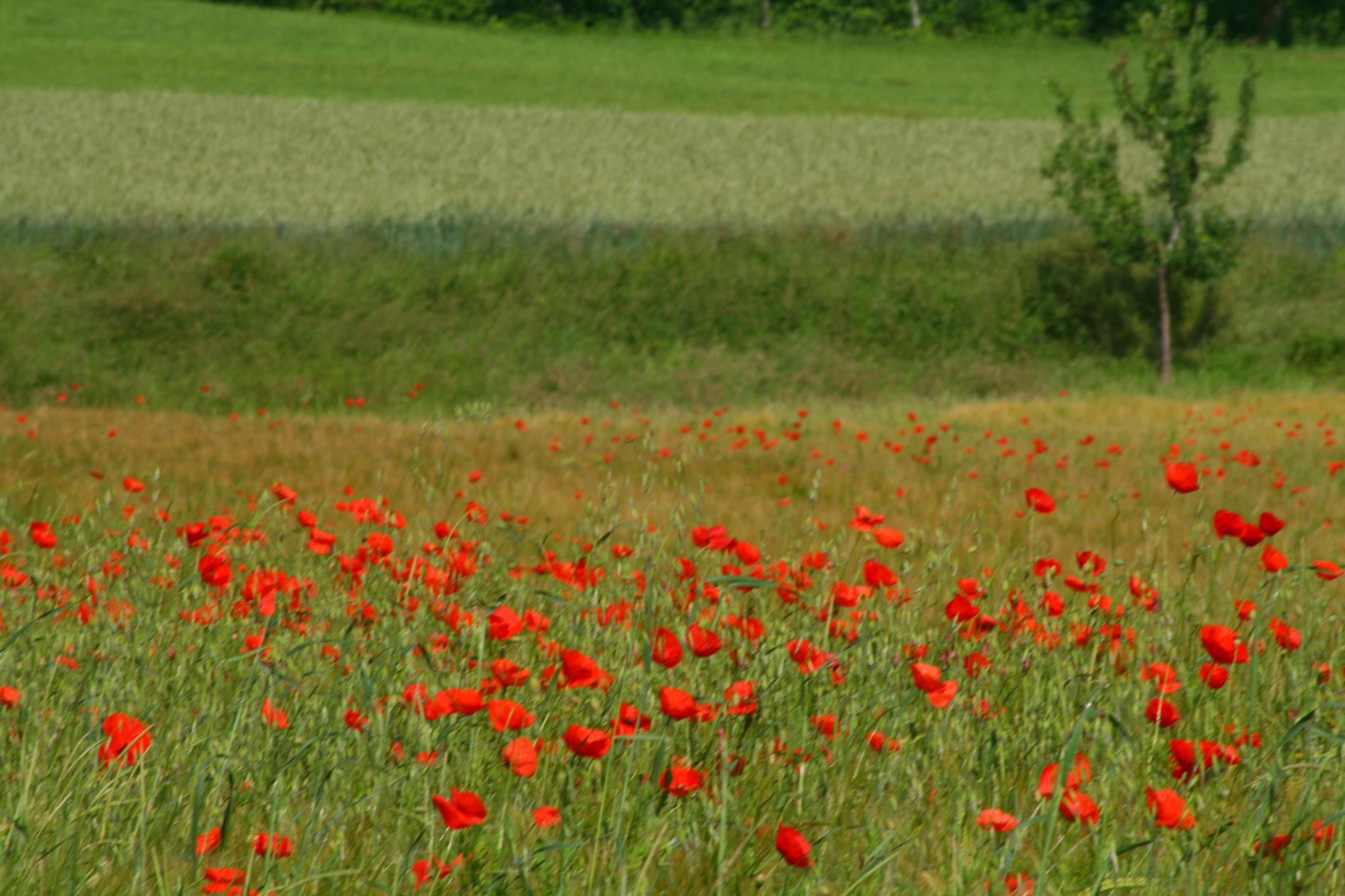 Sigma 70-300mm F4-5.6 APO DG Macro sample photo. Red flowers photography