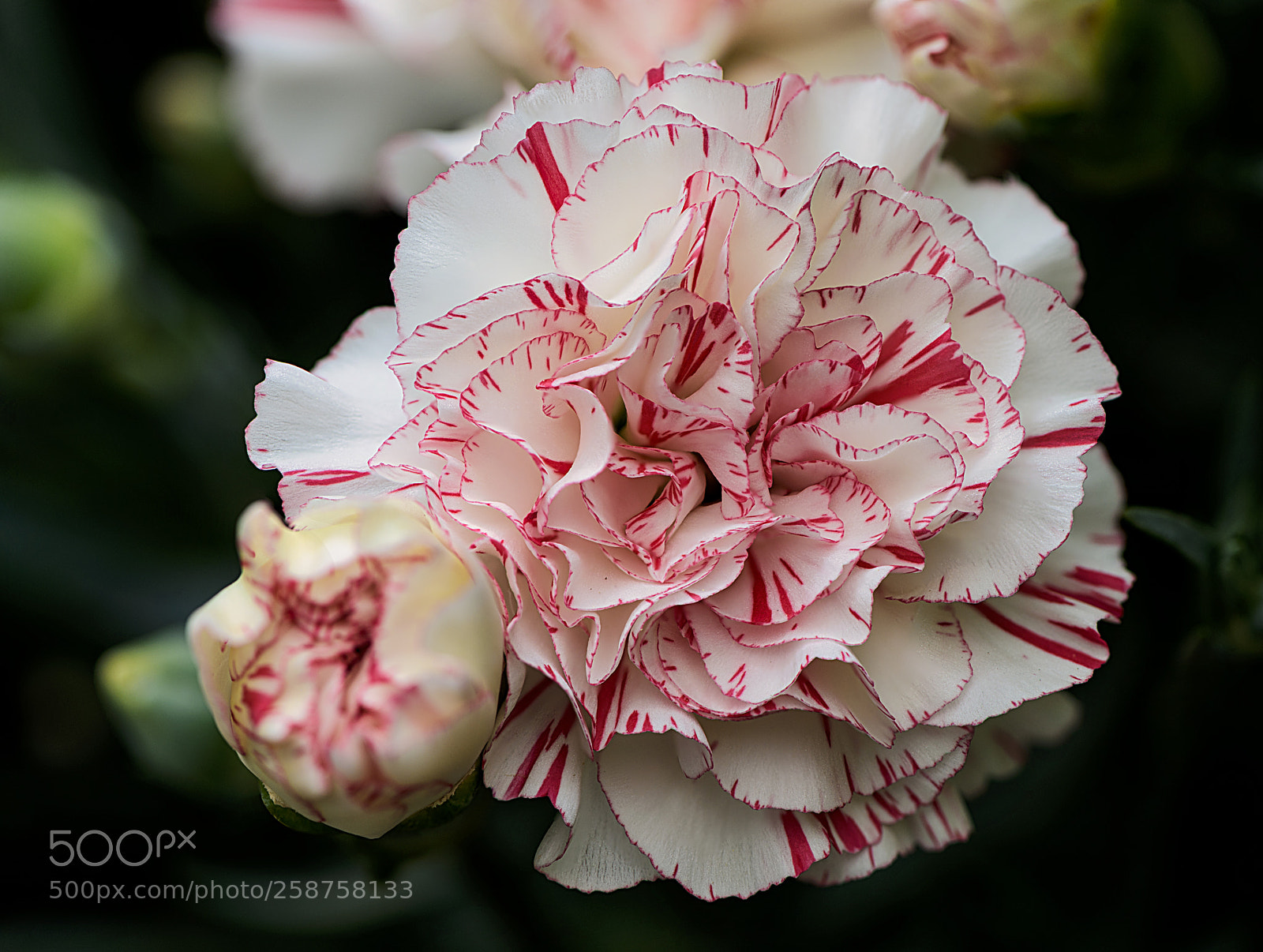 Nikon D810 sample photo. Clavel photography