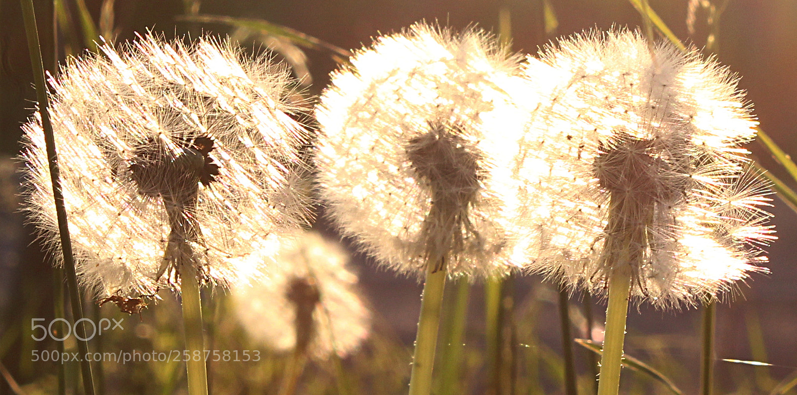 Canon EOS 1300D (EOS Rebel T6 / EOS Kiss X80) sample photo. Blowballs backlit by the photography