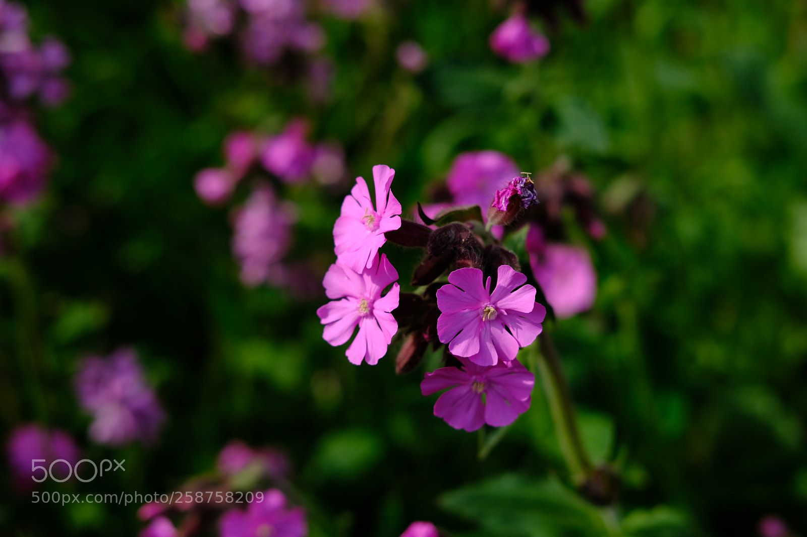 Fujifilm X-T2 sample photo. Campion photography