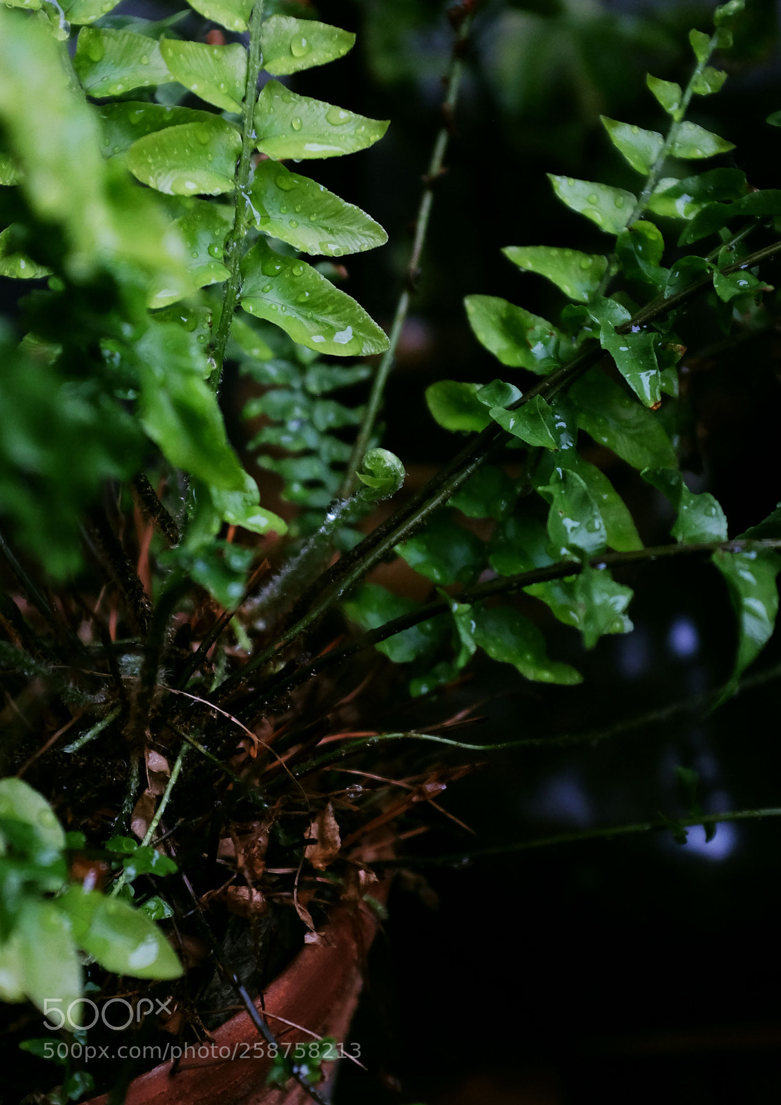 Fujifilm X100T sample photo. Fern photography