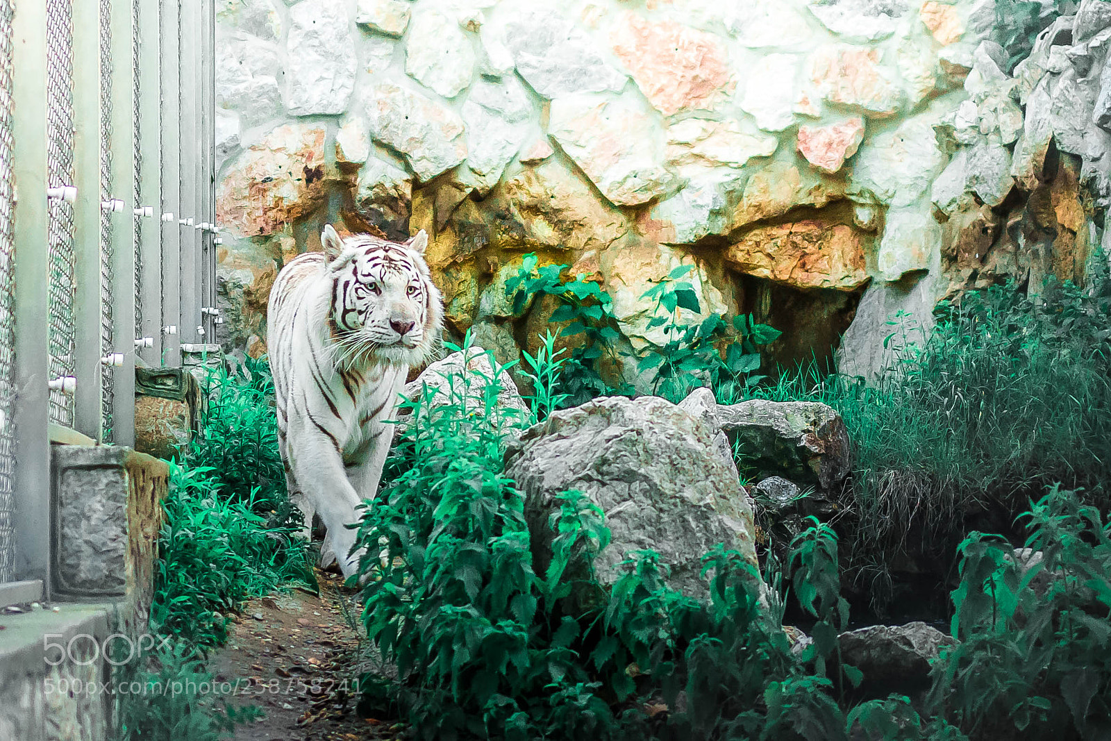 Nikon D7200 sample photo. White tiger photography