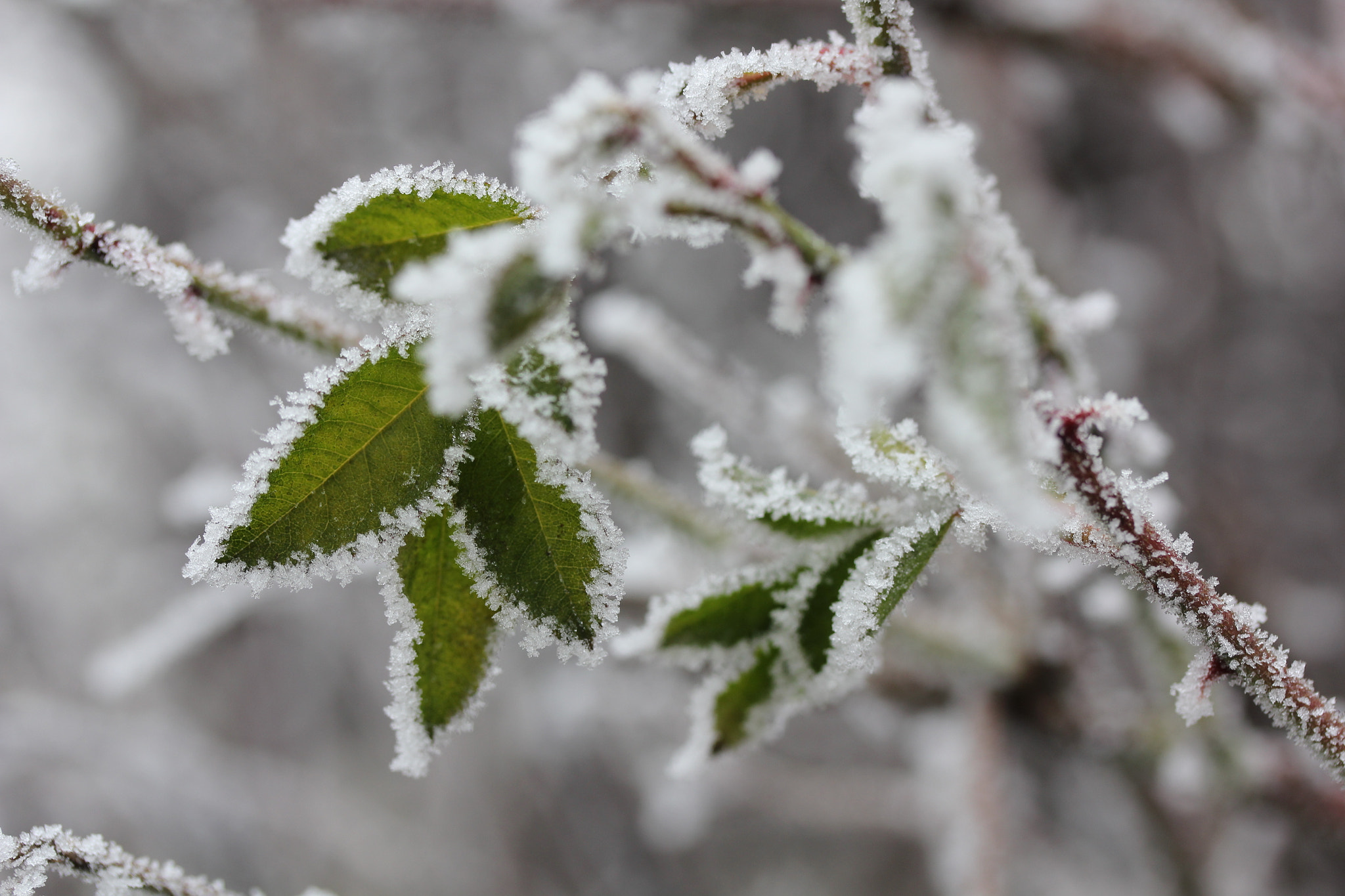 Canon EF-S 60mm F2.8 Macro USM sample photo