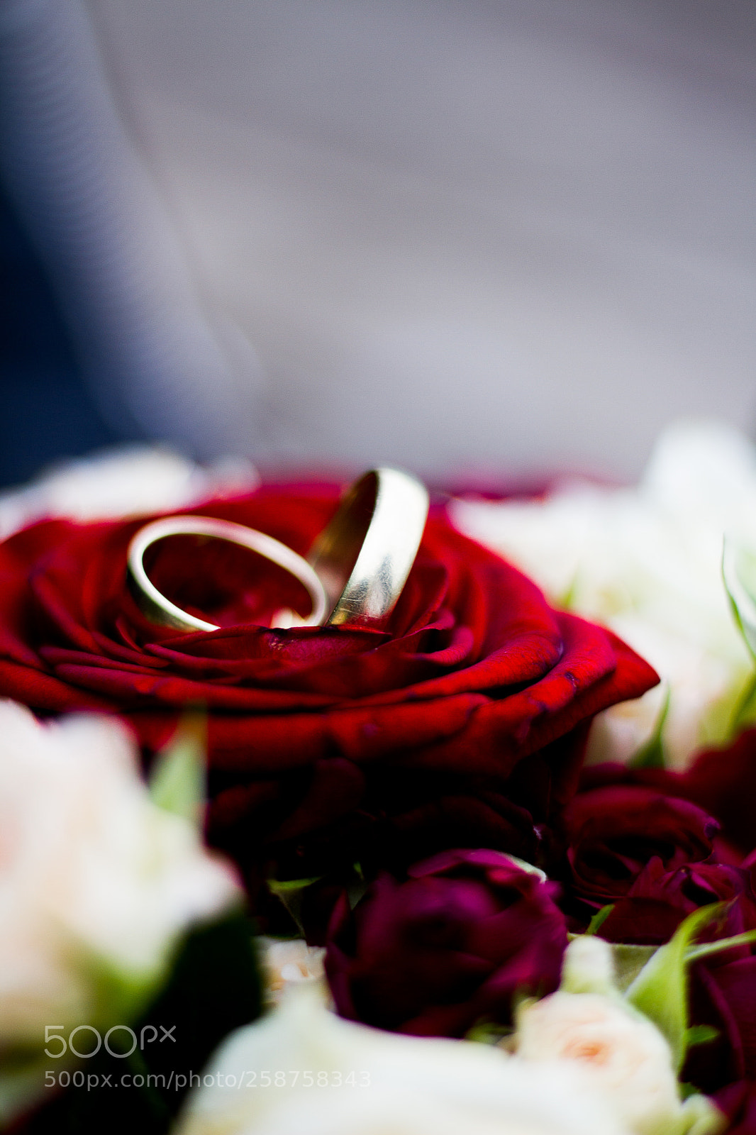 Canon EOS 7D sample photo. Rose & rings photography