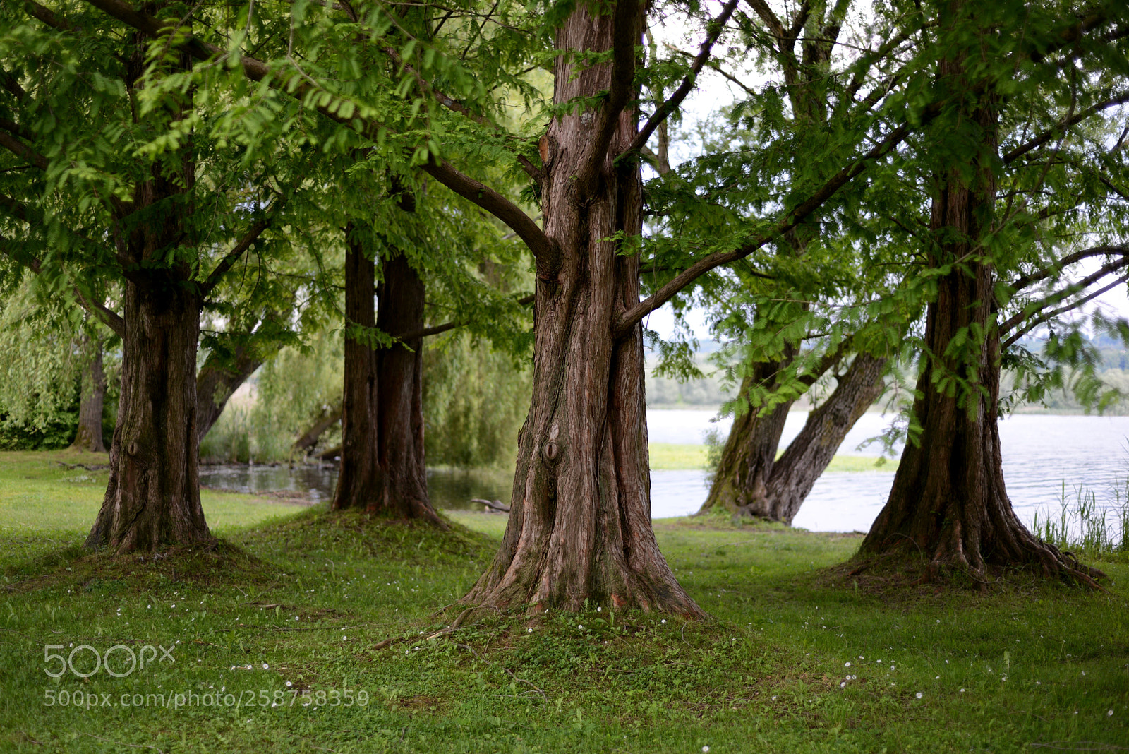 Nikon D600 sample photo. Schiranna 2 photography