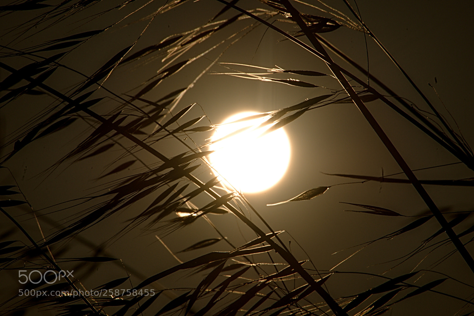 Nikon D610 sample photo. Primavera sempre photography