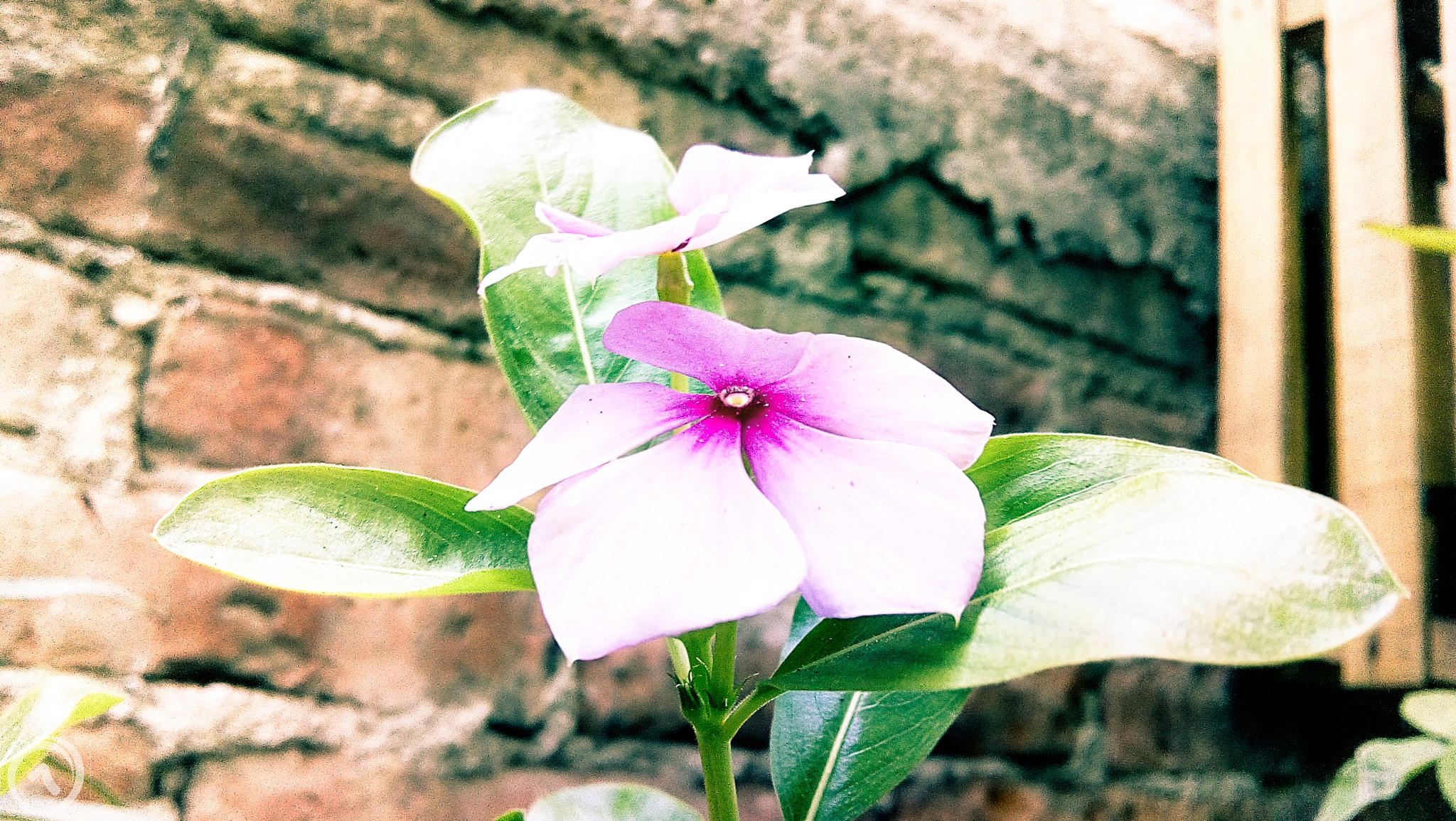Motorola Moto E4 sample photo. Flor camoflageada photography