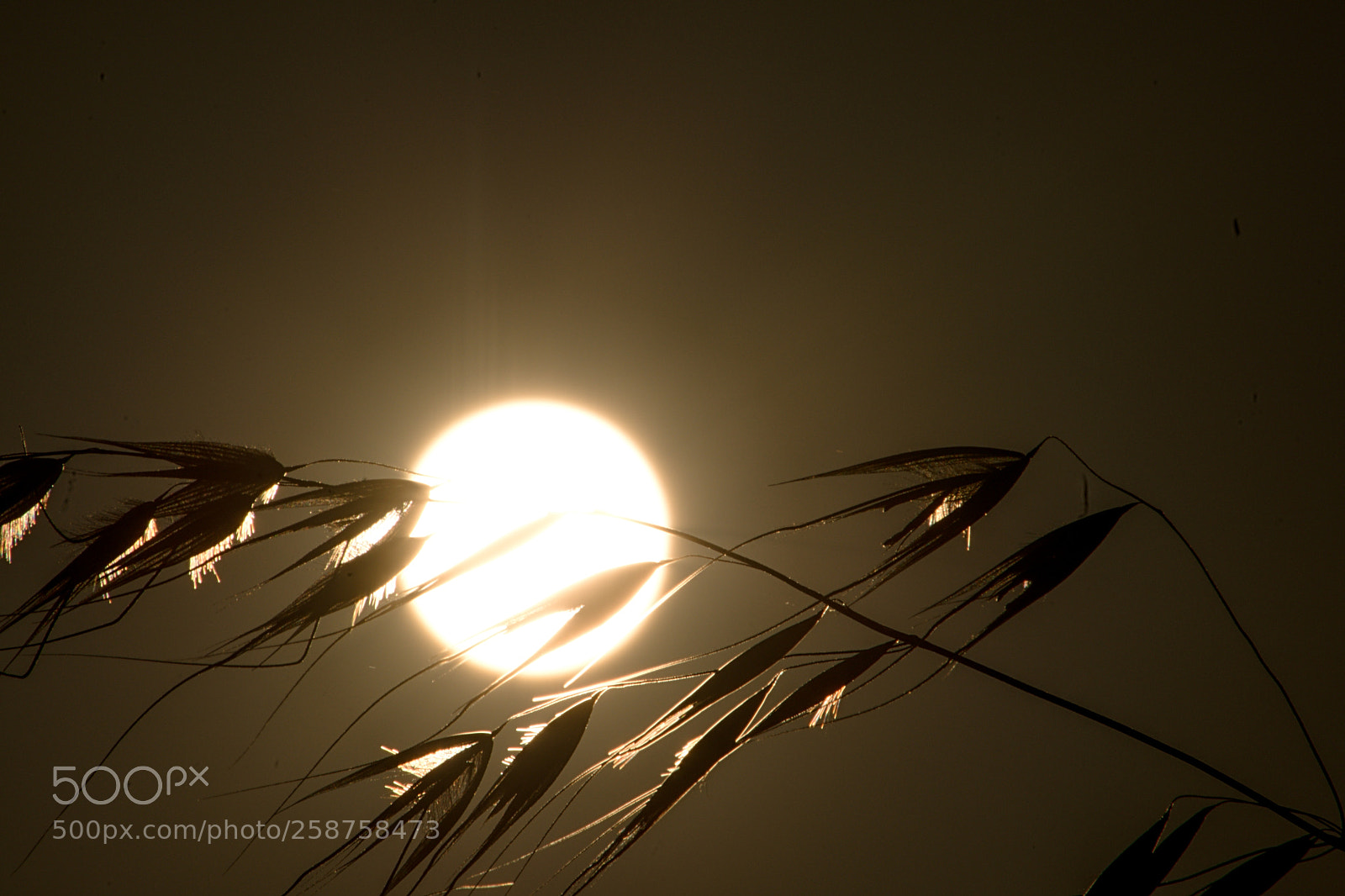 Nikon D610 sample photo. Primavera sempre photography