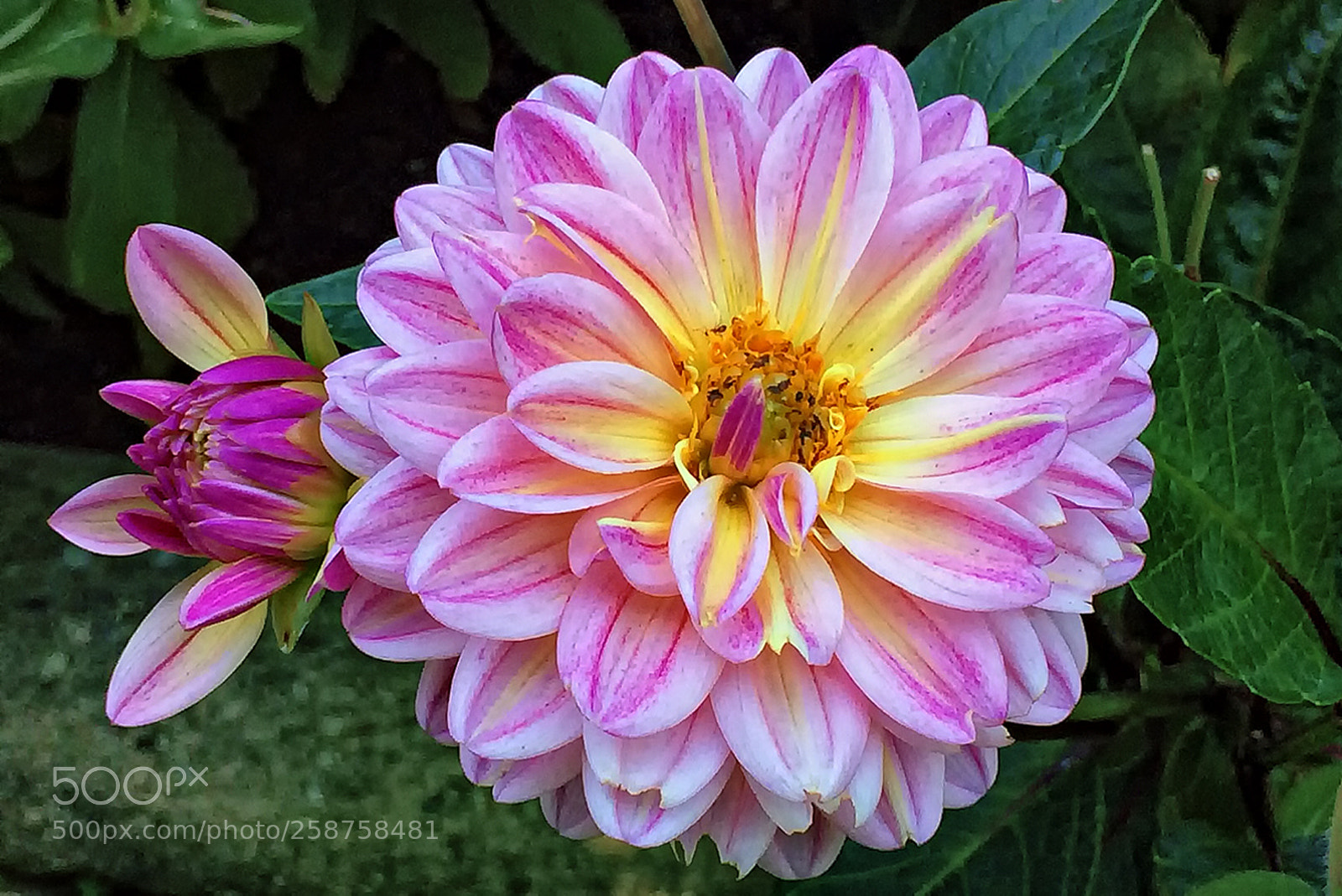 Apple iPhone 5s sample photo. Flower in garden photography