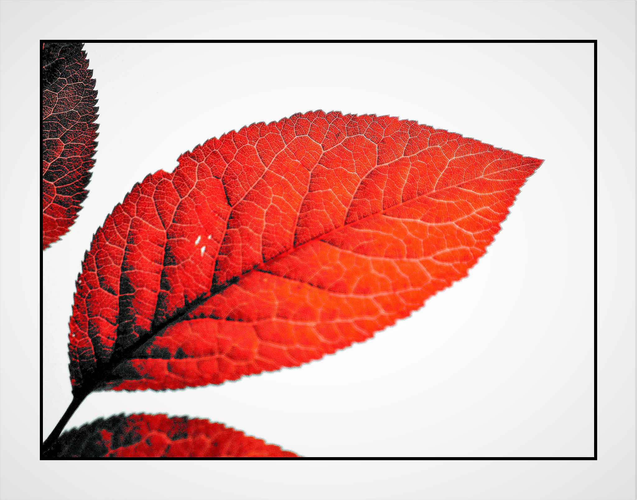 Nikon D5100 sample photo. Red struture photography