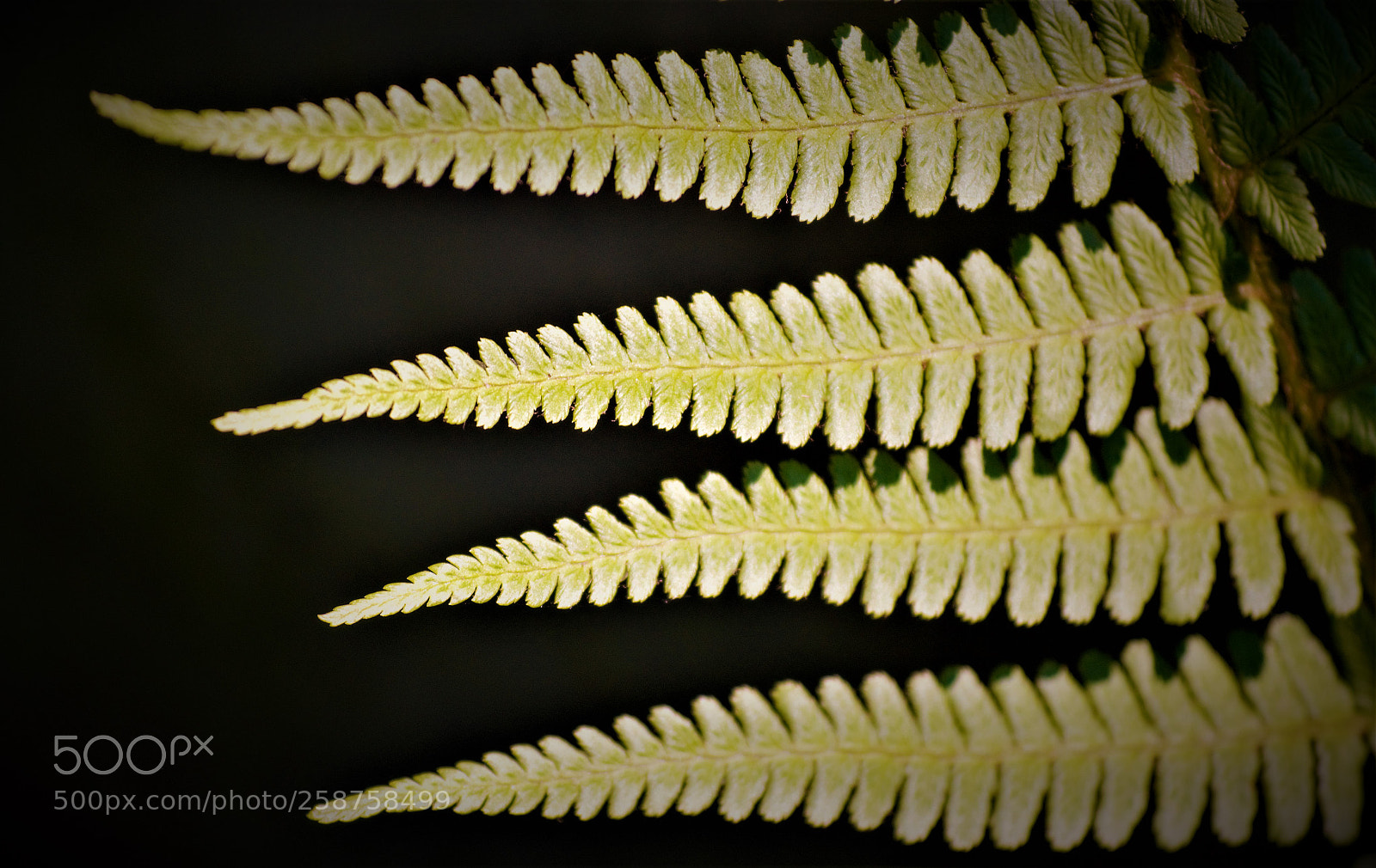 Nikon D5100 sample photo. Green struture photography