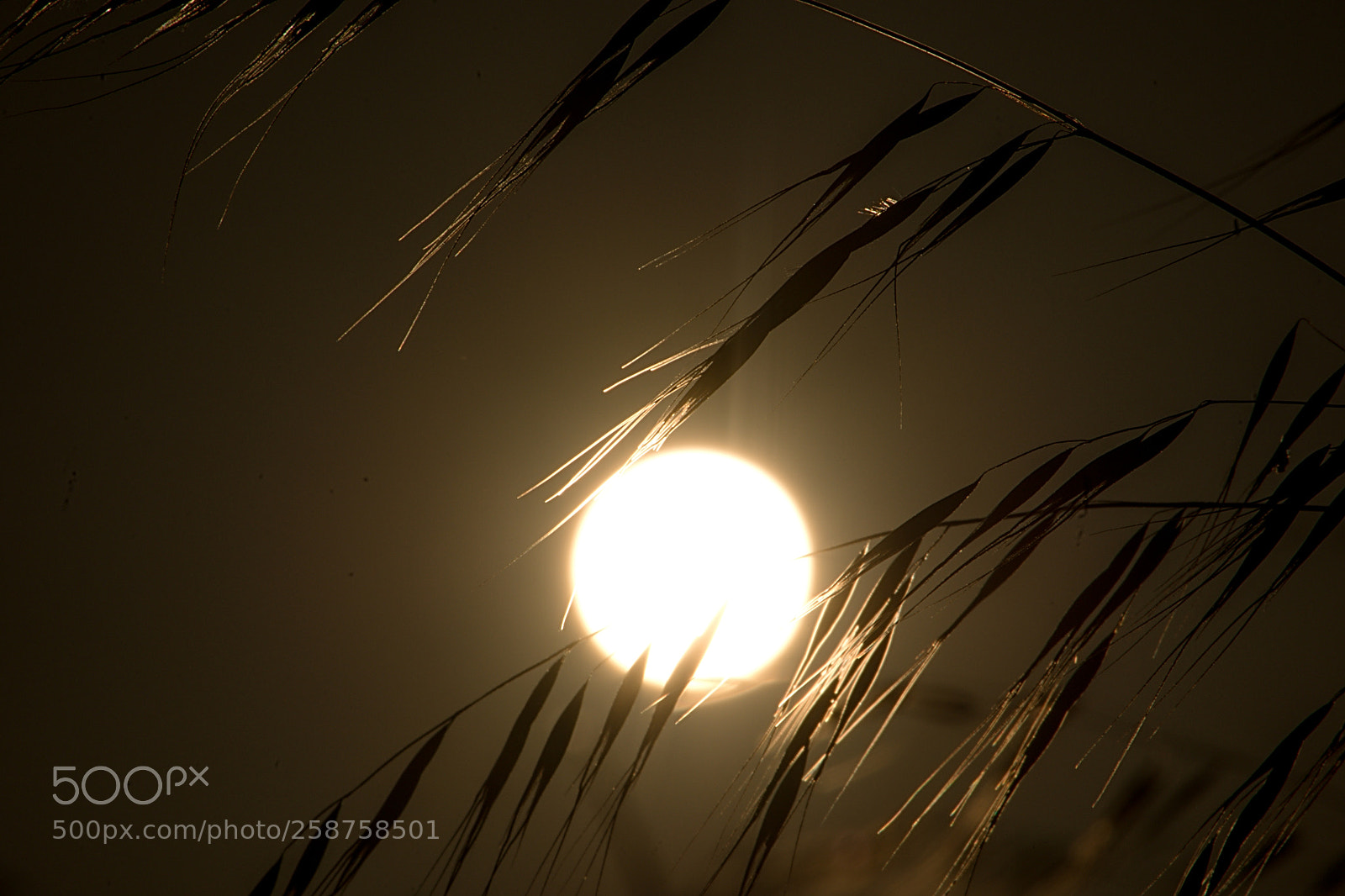 Nikon D610 sample photo. Primavera sempre photography