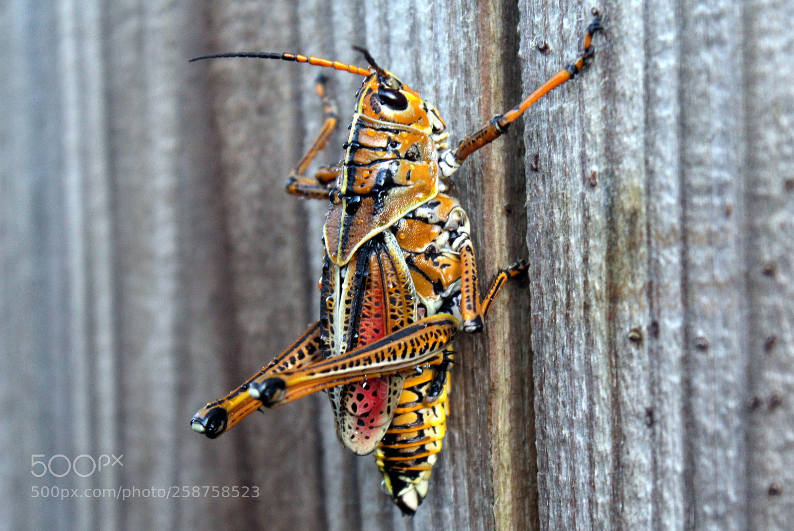 Canon EOS 1200D (EOS Rebel T5 / EOS Kiss X70 / EOS Hi) sample photo. Eastern lubber grasshopper photography