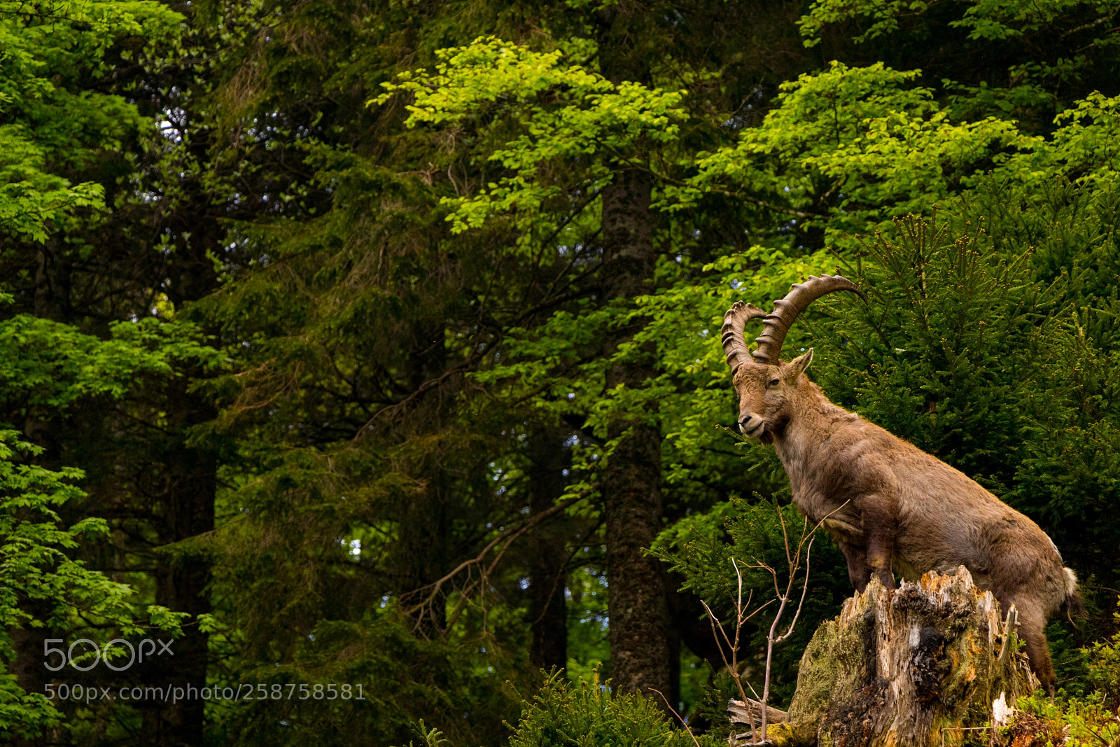 Canon EOS 77D (EOS 9000D / EOS 770D) sample photo. Alpine ibex photography