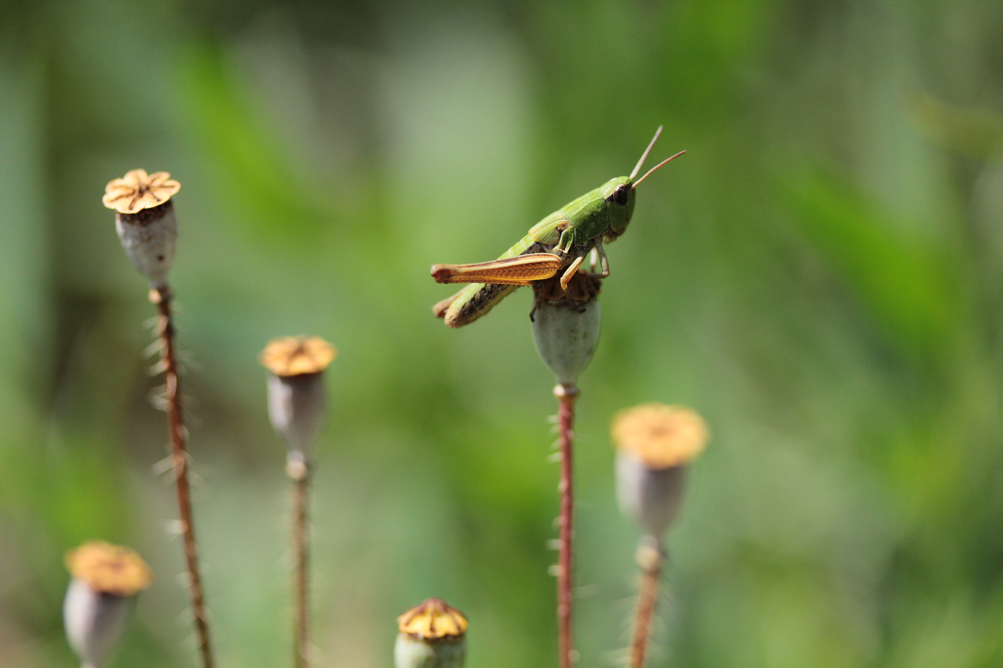 Canon EF-S 60mm F2.8 Macro USM sample photo. Untitled photography