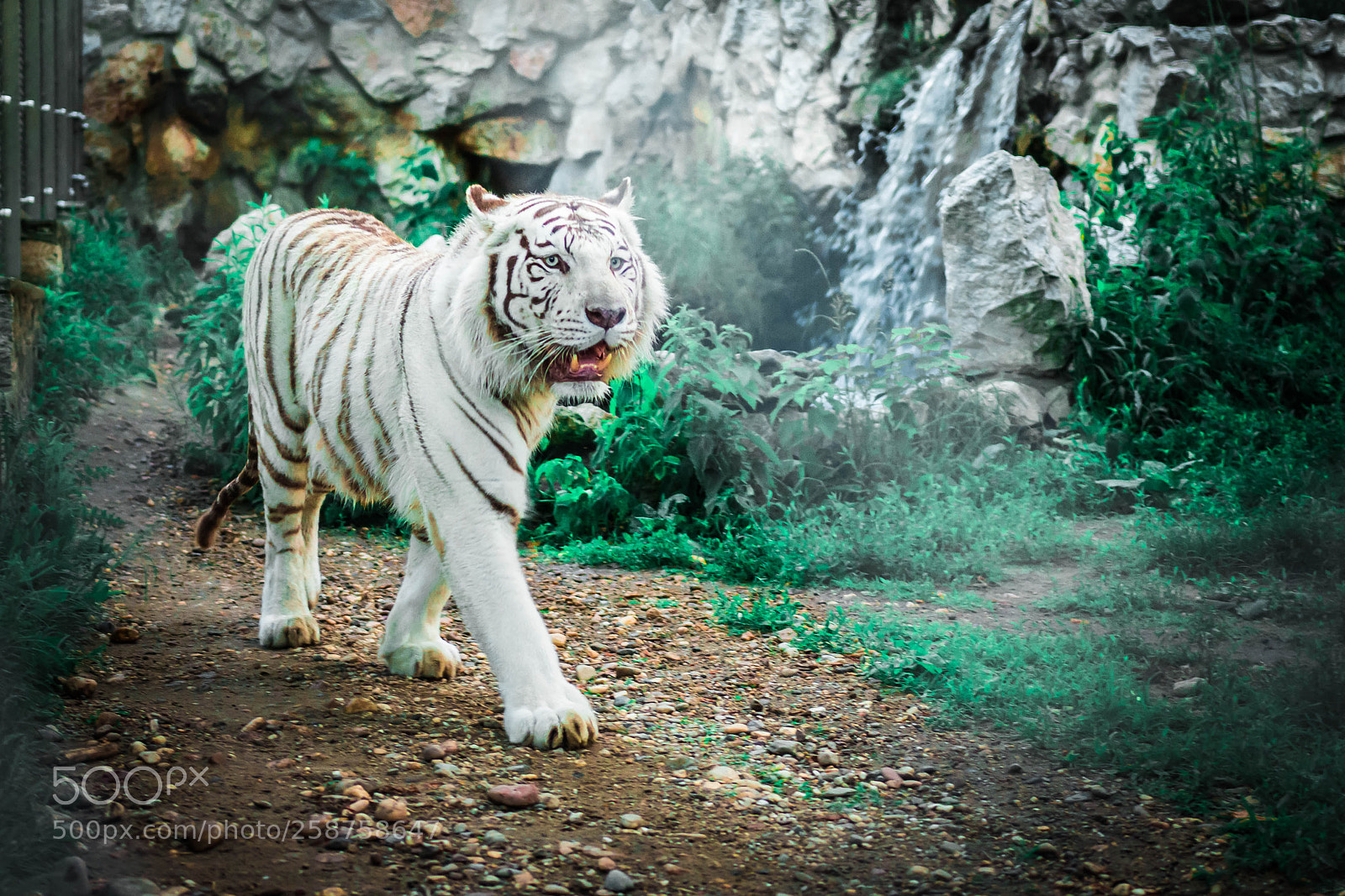 Nikon D7200 sample photo. Tiger photography