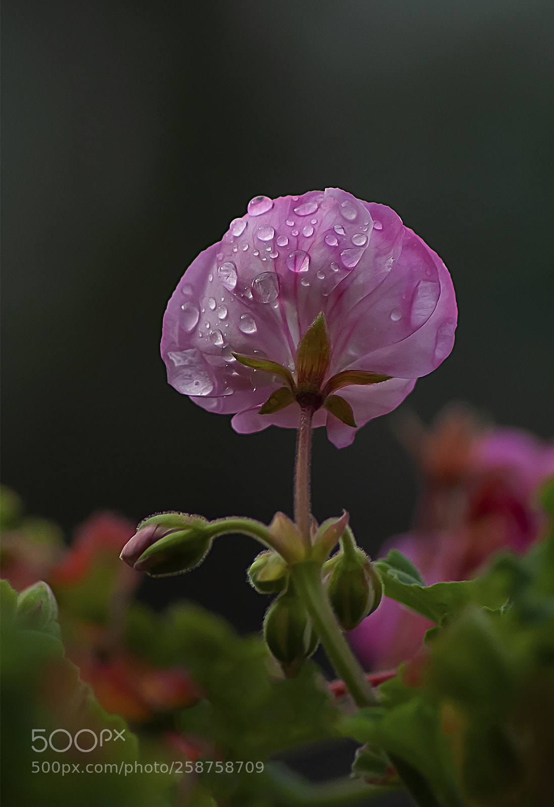 Nikon D90 sample photo. Tears photography