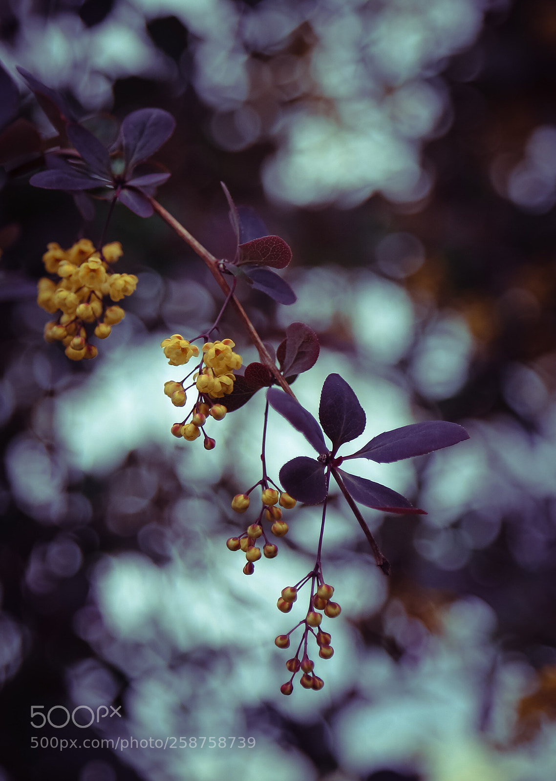 Canon EOS 6D sample photo. Spring time photography