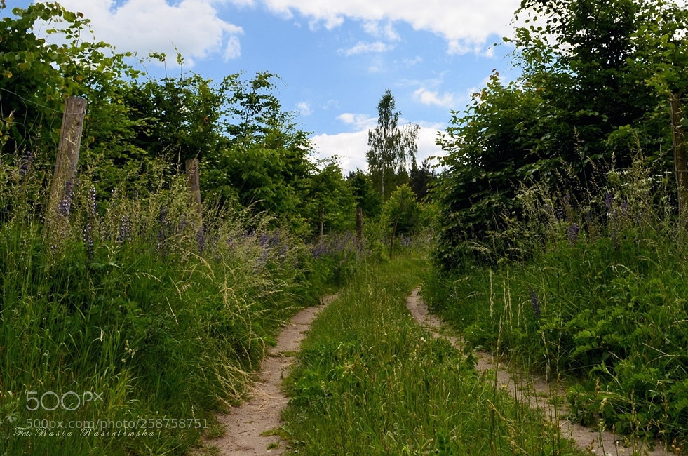 Nikon D5100 sample photo. Forest paths... photography