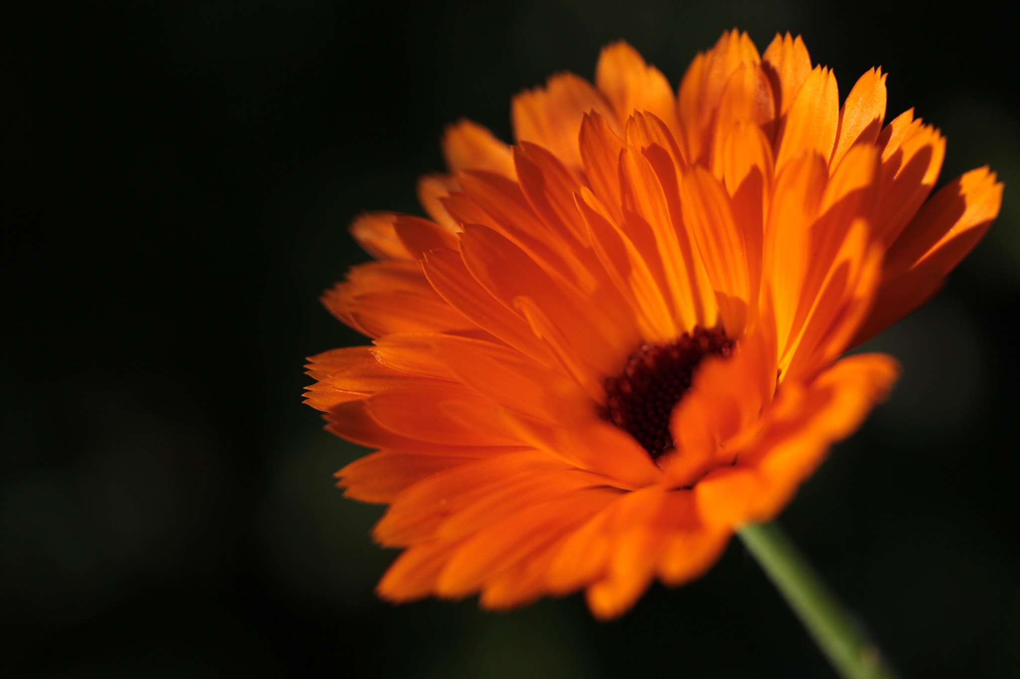 Canon EF-S 60mm F2.8 Macro USM sample photo. Untitled photography