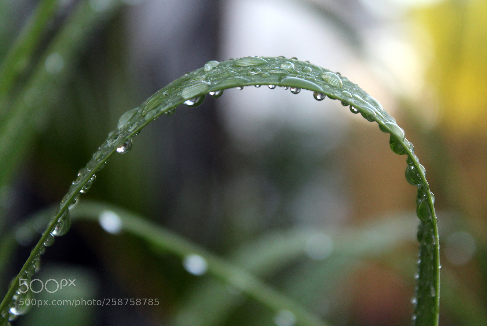 Canon EOS 1200D (EOS Rebel T5 / EOS Kiss X70 / EOS Hi) sample photo. Grass with rain drops photography