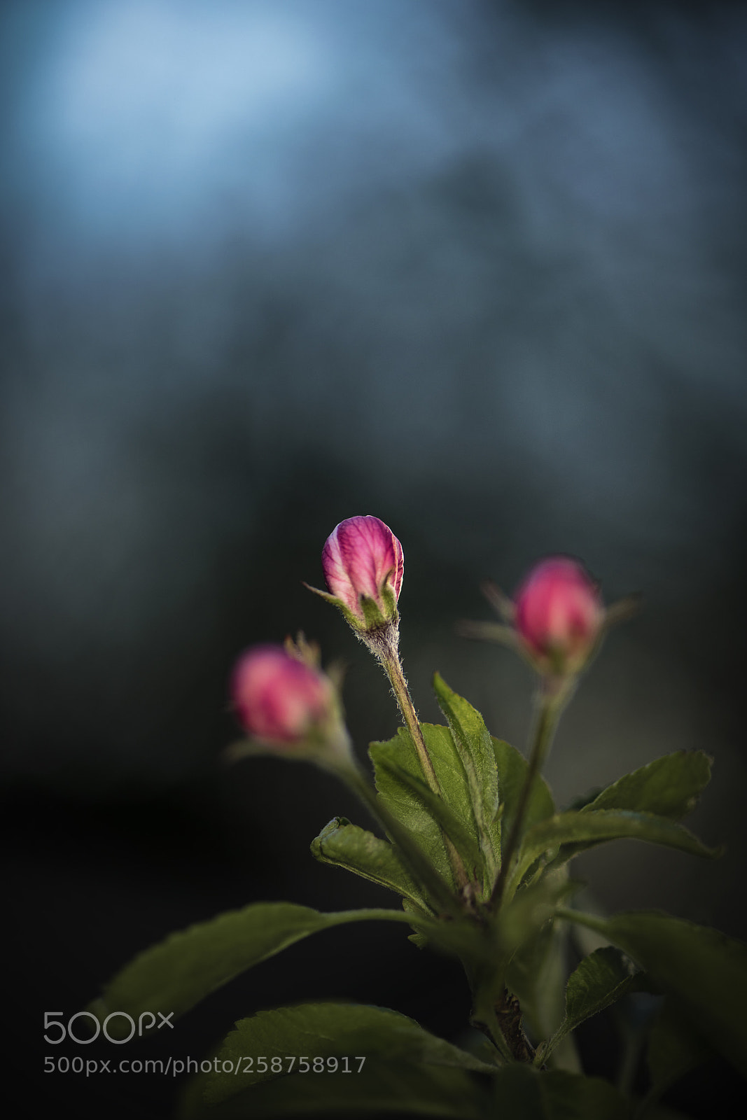 Nikon D810 sample photo. Apple blossom photography