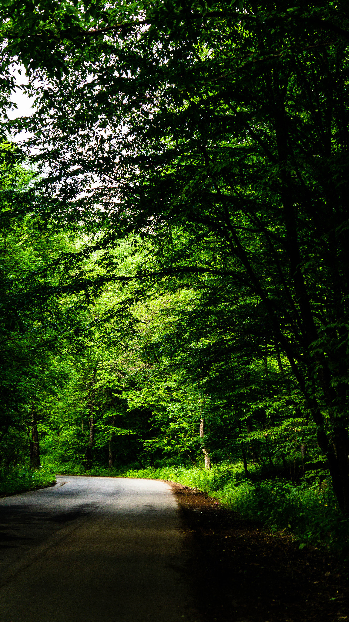 Sony Alpha NEX-5N sample photo. Dilijan national park in armenia photography
